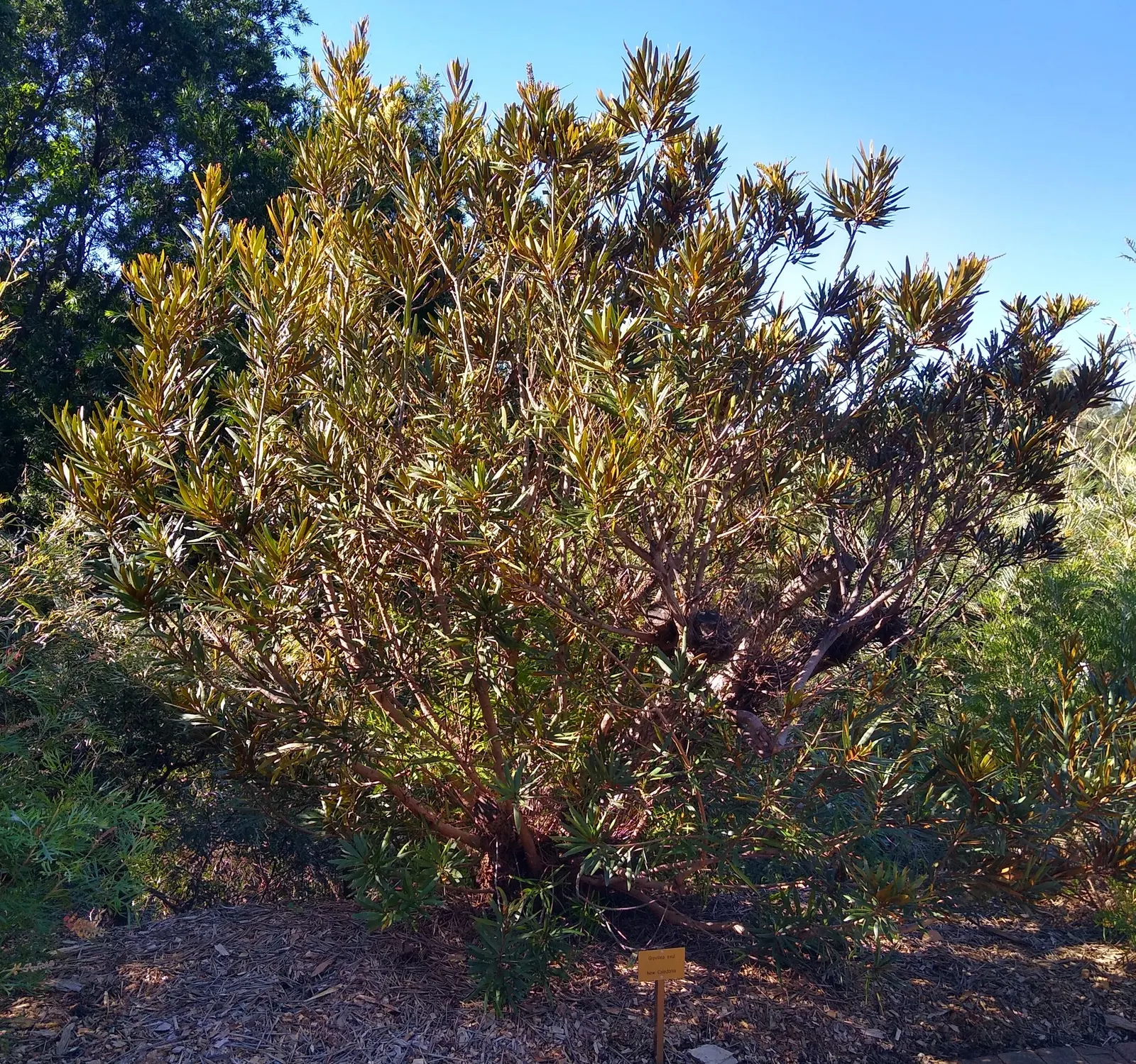 Grevillea (Grevillea Paniculata) — consider its mature size for proper spacing; spider-like flowers that occur in clusters