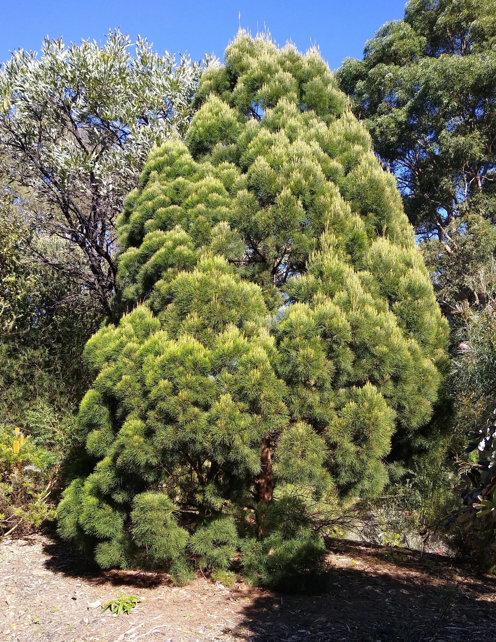 Grevillea (Grevillea Paniculata) — making it an ecologically beneficial choice.<br><br>Adaptable to a variety of soil types; is a striking, image 74