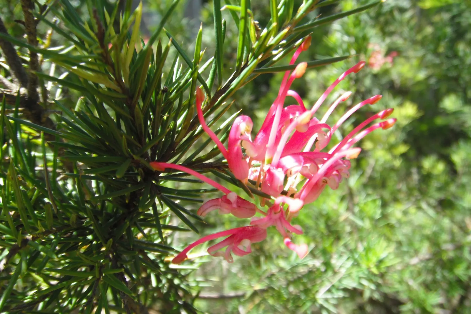 Grevillea (Grevillea Paniculata) — serrated leaves and bears clusters of cream to yellow spider-like blossoms year-round; white flowers in the, image 58