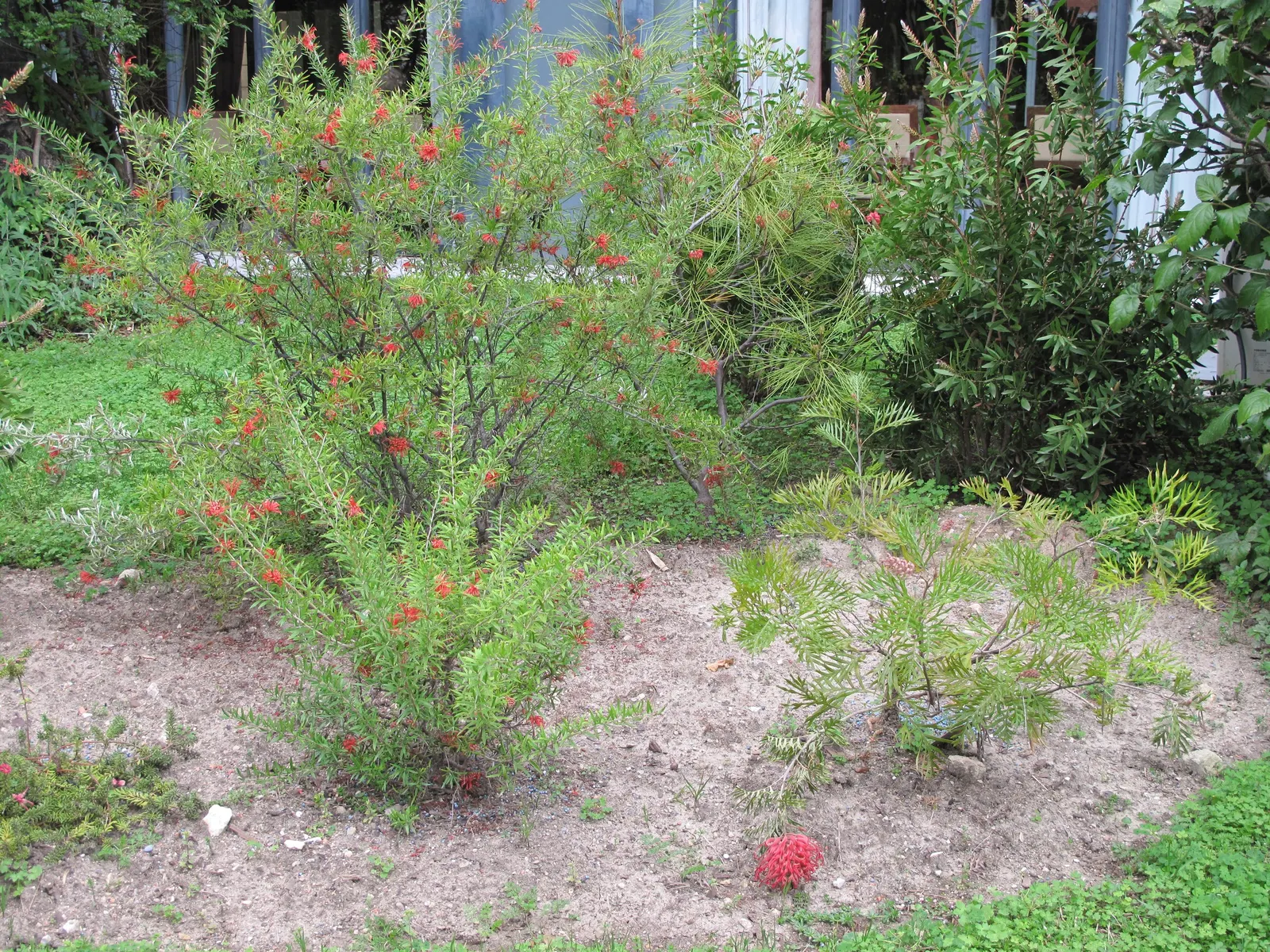 Grevillea (Grevillea Paniculata) — white flowers in the garden; renowned for its ornamental appeal and resilience, image 79