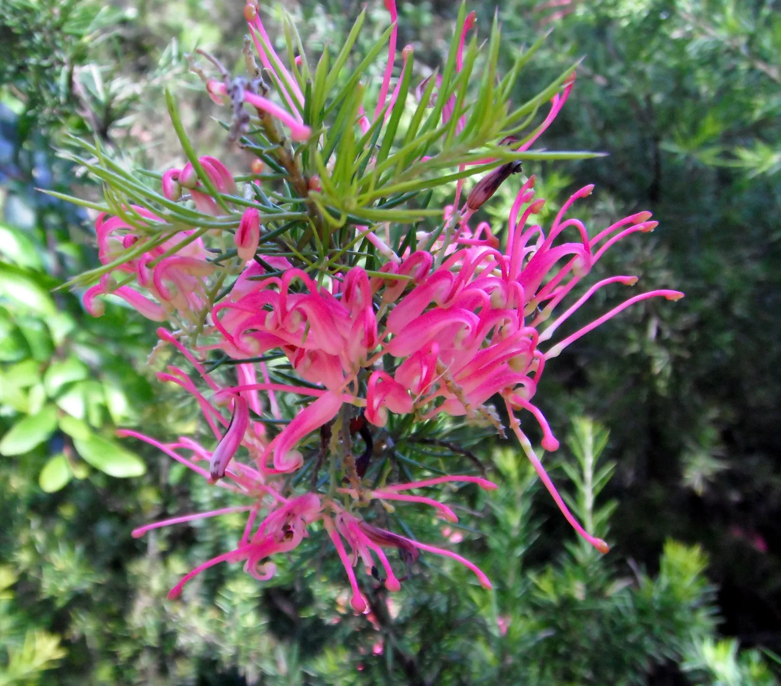 Grevillea (Grevillea Paniculata) — shrub with white blooms; these blossoms range in color from soft pinks to vibrant reds