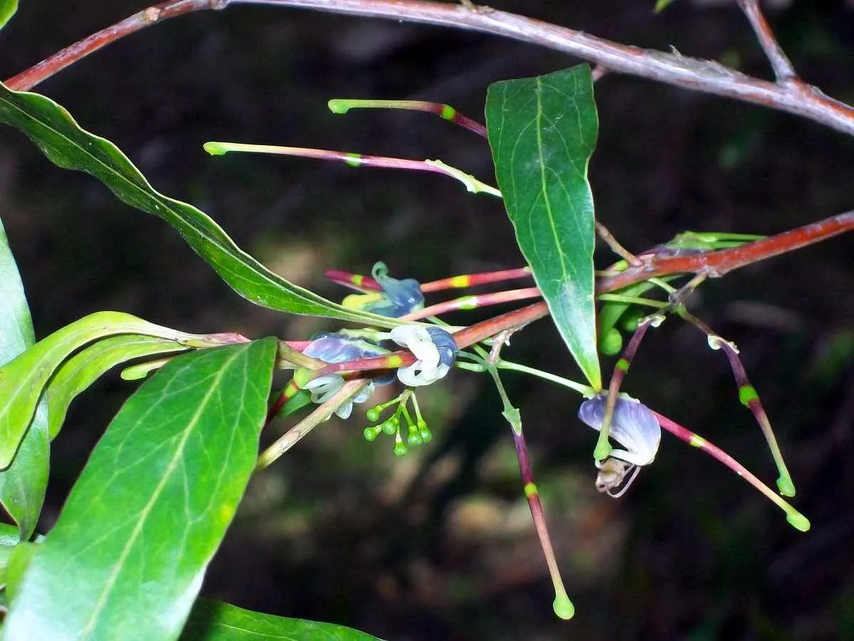 Grevillea (Grevillea Paniculata) — attracting pollinators such as hummingbirds and bees; consider its mature size for proper spacing, image 73