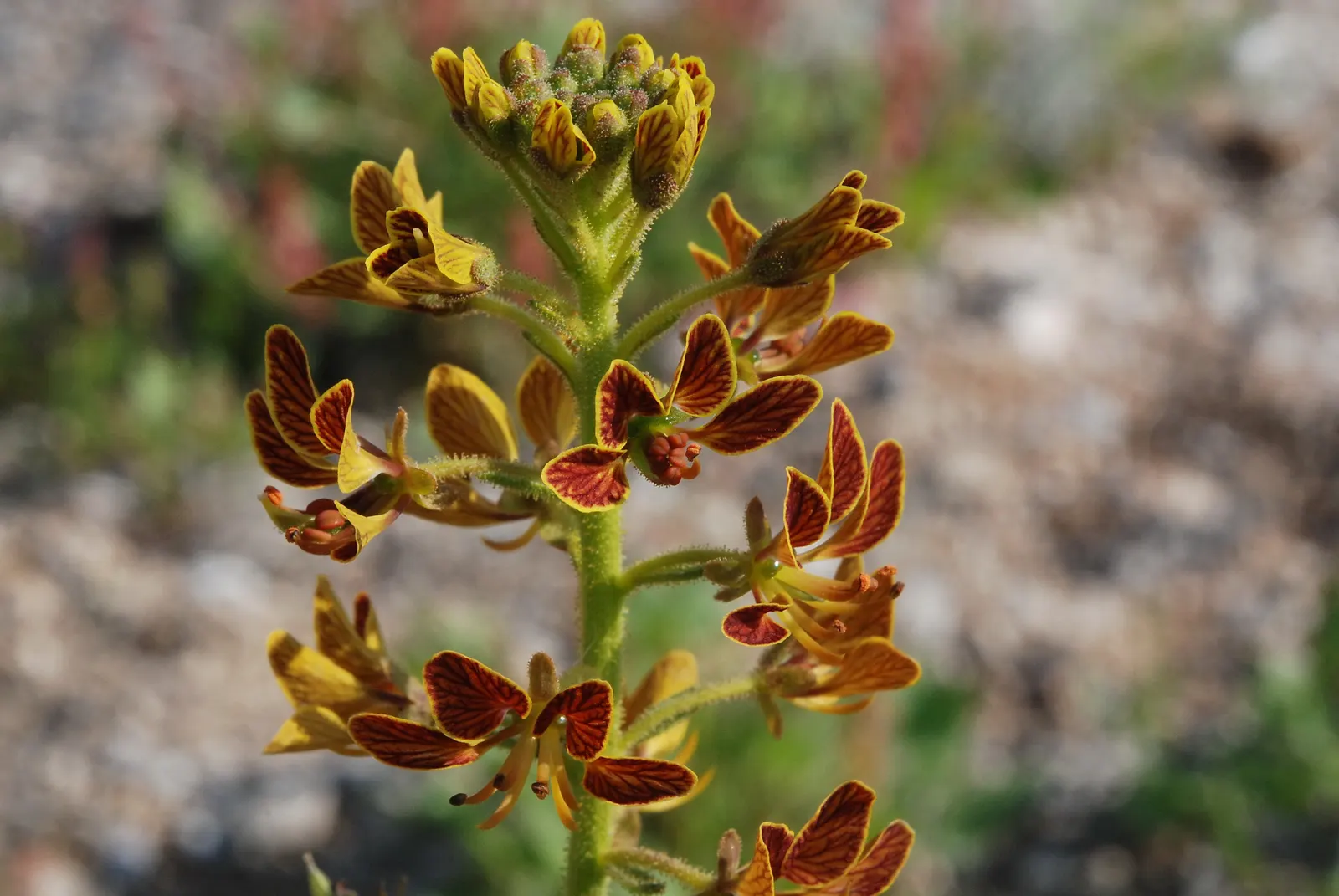 Grevillea (Grevillea Paniculata) — reaching up to 6 feet in height and 9 feet in spread