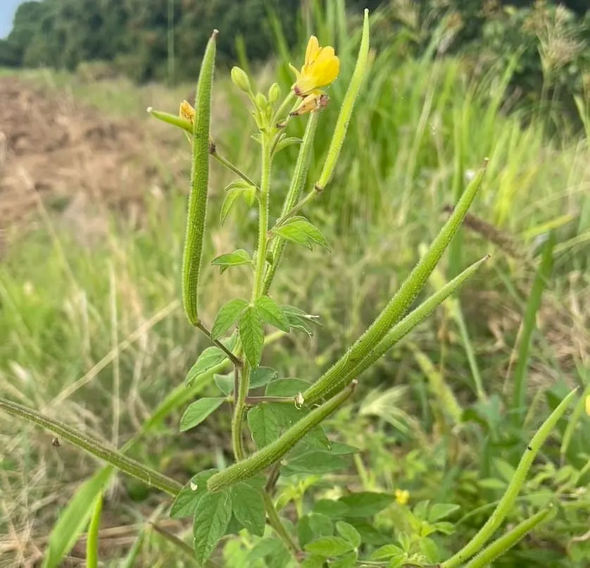 Grevillea (Grevillea Paniculata) — and extend up to 6 inches in length