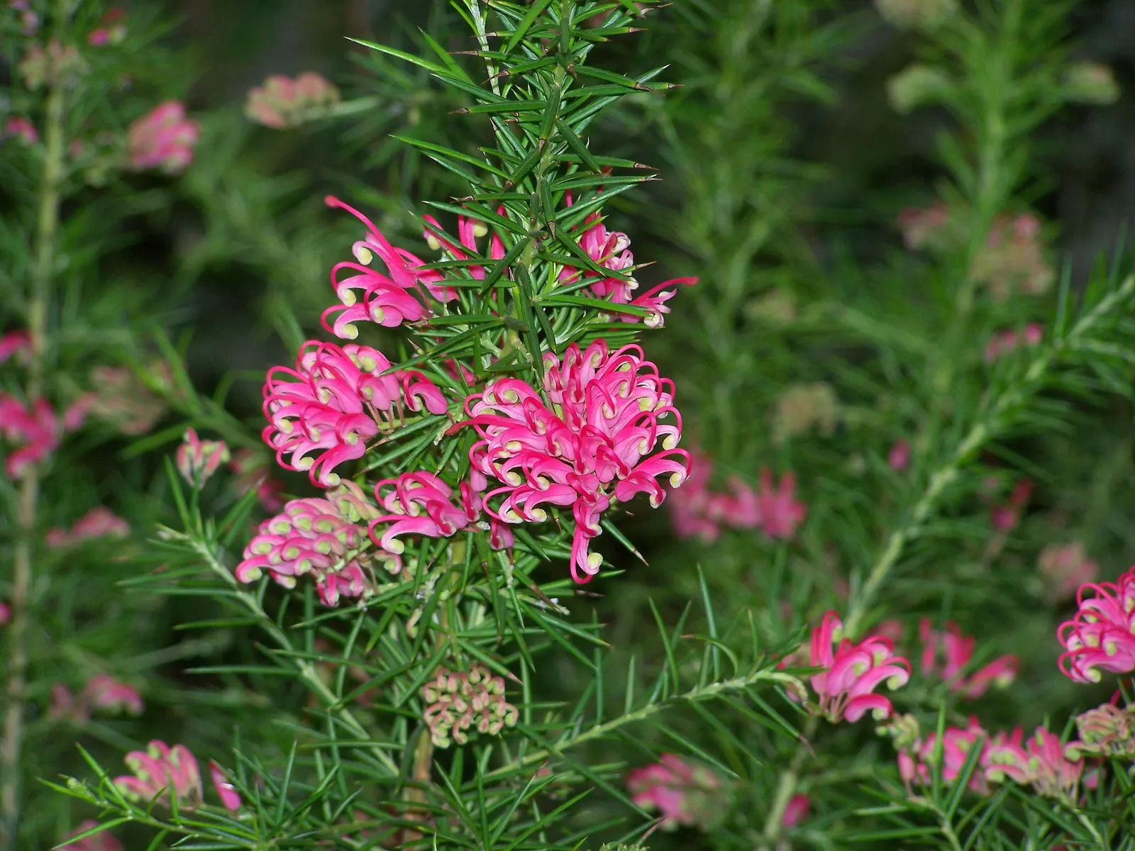 Grevillea (Grevillea Paniculata) — attracting pollinators such as hummingbirds and bees