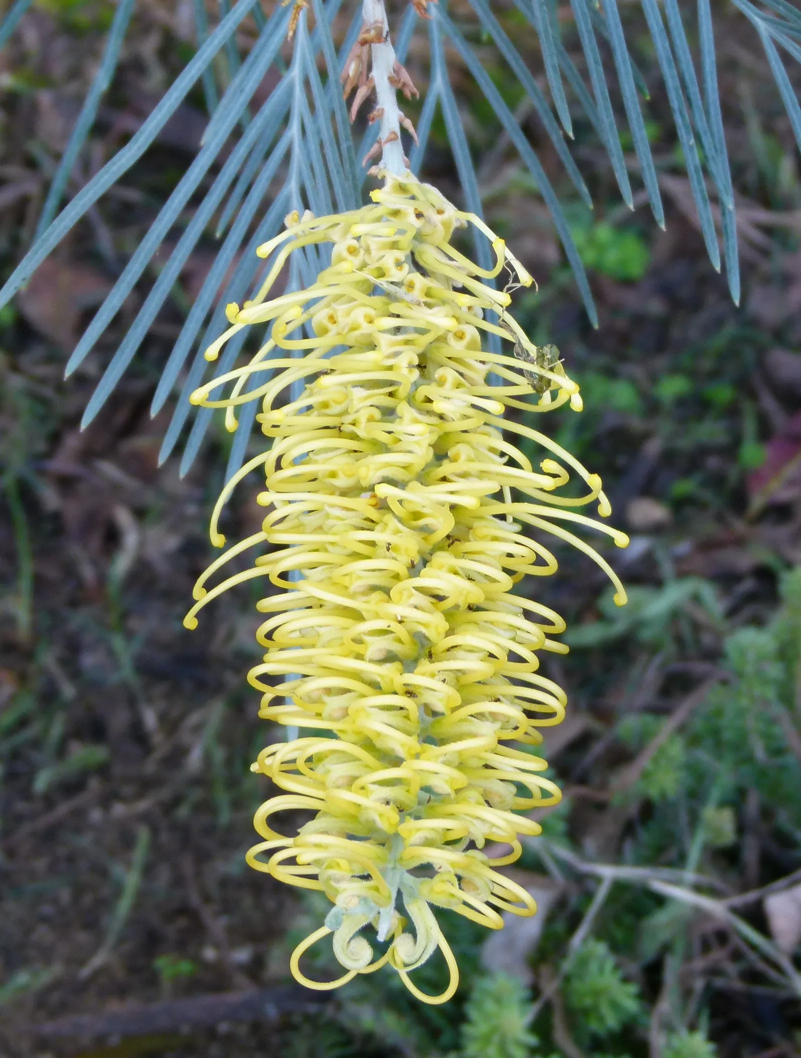 Grevillea (Grevillea Paniculata) — renowned for its ornamental appeal and resilience; pointed leaves of a deep green color that can measure up to 4 inches long
