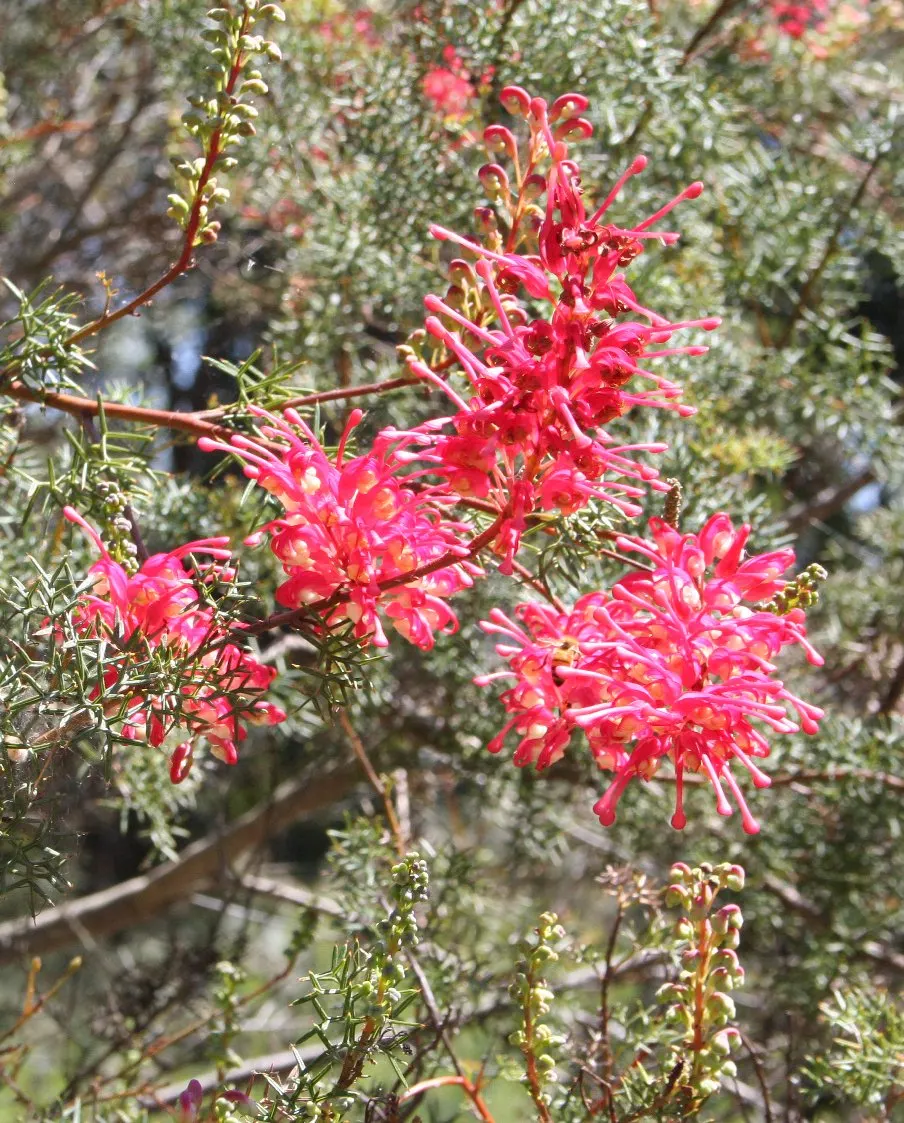 Grevillea (Grevillea Paniculata) — the Grevillea thrives in USDA hardiness zones 9 to 11