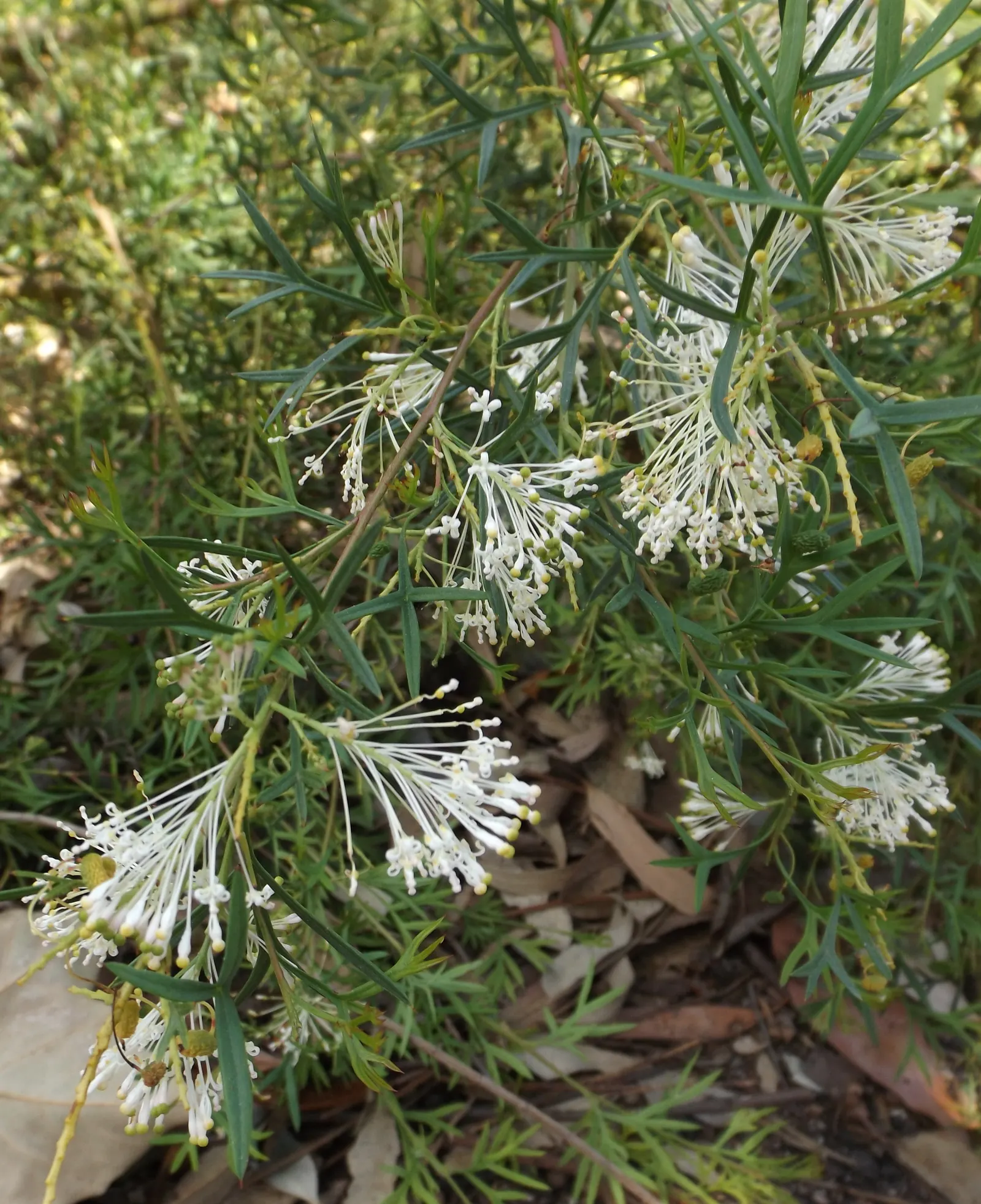 Grevillea (Grevillea Paniculata) — making it an excellent wildlife garden addition