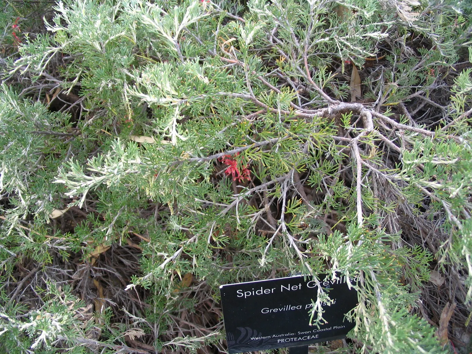 Grevillea (Grevillea Paniculata) — white flowers in the garden; renowned for its ornamental appeal and resilience