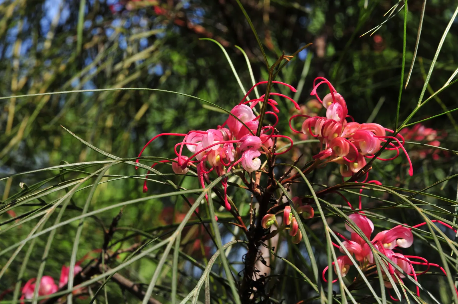 Grevillea (Grevillea Paniculata) — offering nectar-rich flowers that attract pollinators