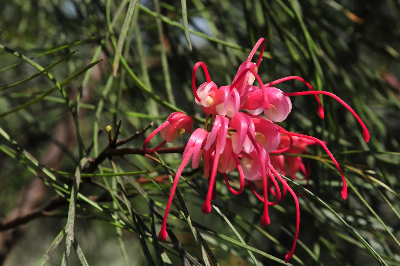 Grevillea (Grevillea Paniculata) — the Grevillea paniculata comes alive with intricate