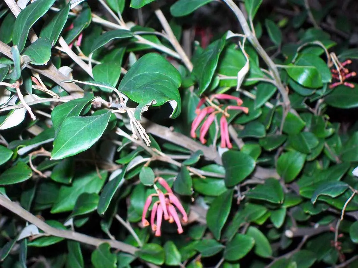 Grevillea (Grevillea Paniculata) — shrub for full or half; regular pruning after flowering can help maintain its shape and encourage more vigorous, image 81