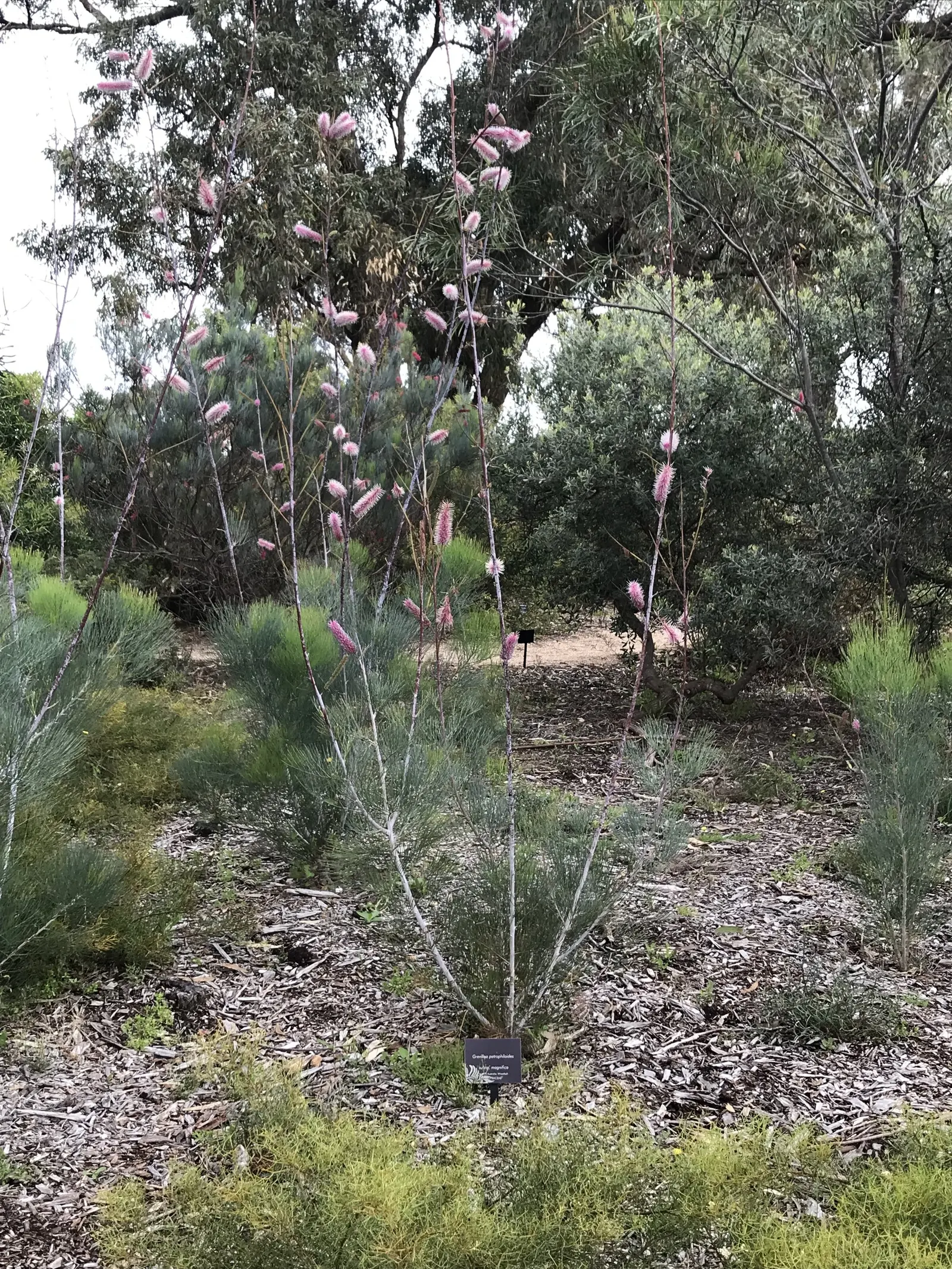 Grevillea (Grevillea Paniculata) — This striking plant is an asset to any garden; making it an ecologically beneficial choice.<br><br>Adaptable to, image 65
