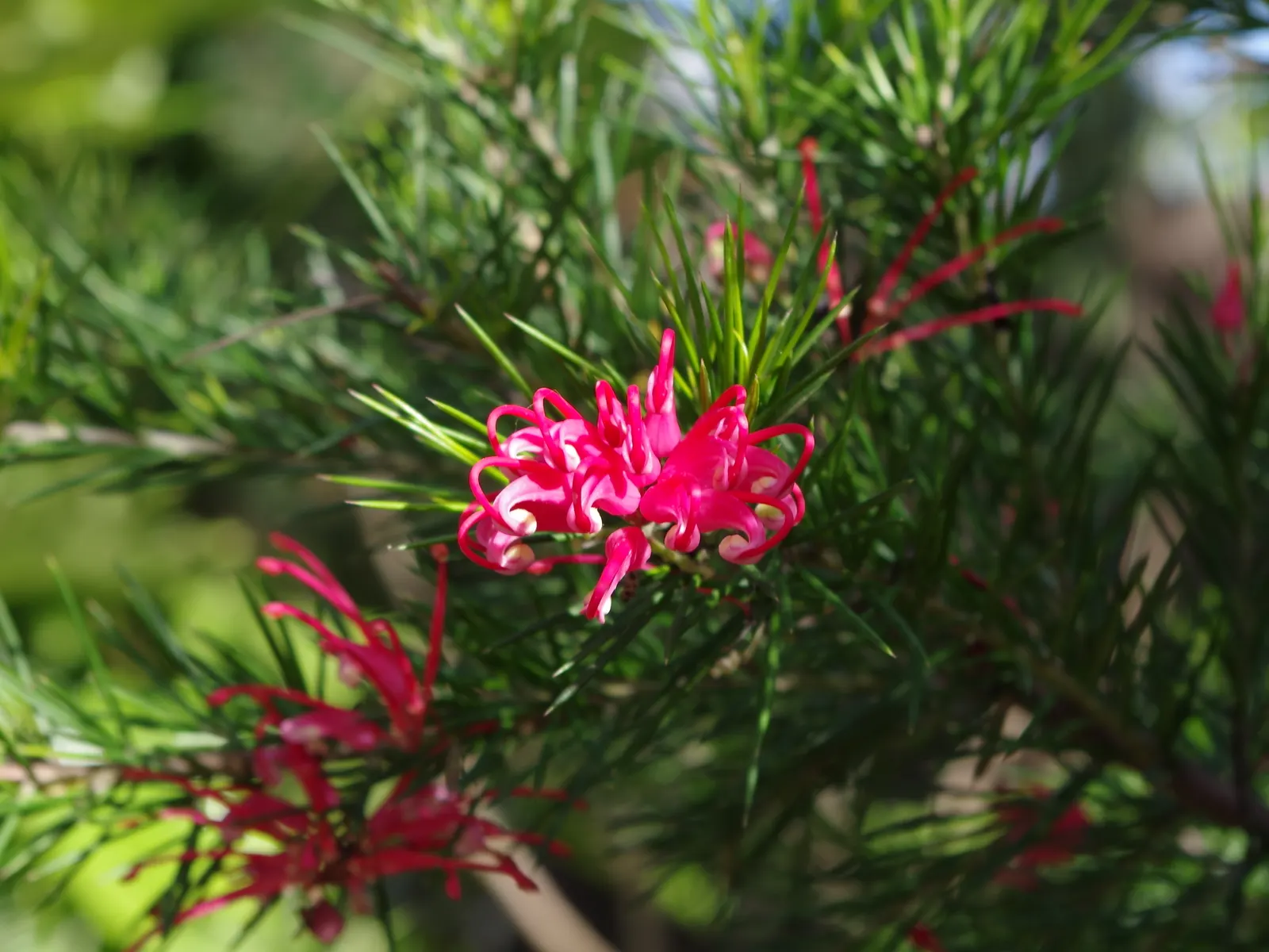 Grevillea (Grevillea Paniculata) — often referred to simply as Grevillea; shrub with white blooms, image 89