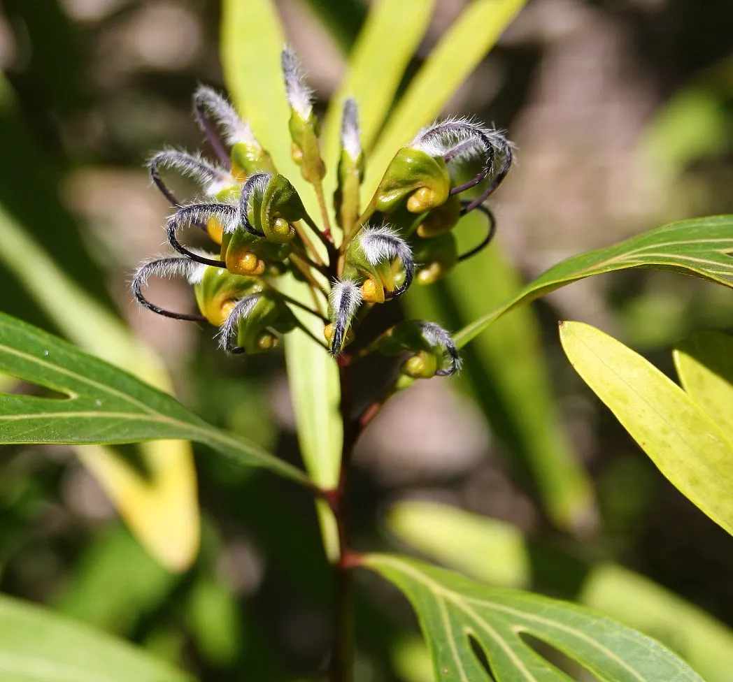 Grevillea (Grevillea Paniculata) — shrub with white blooms