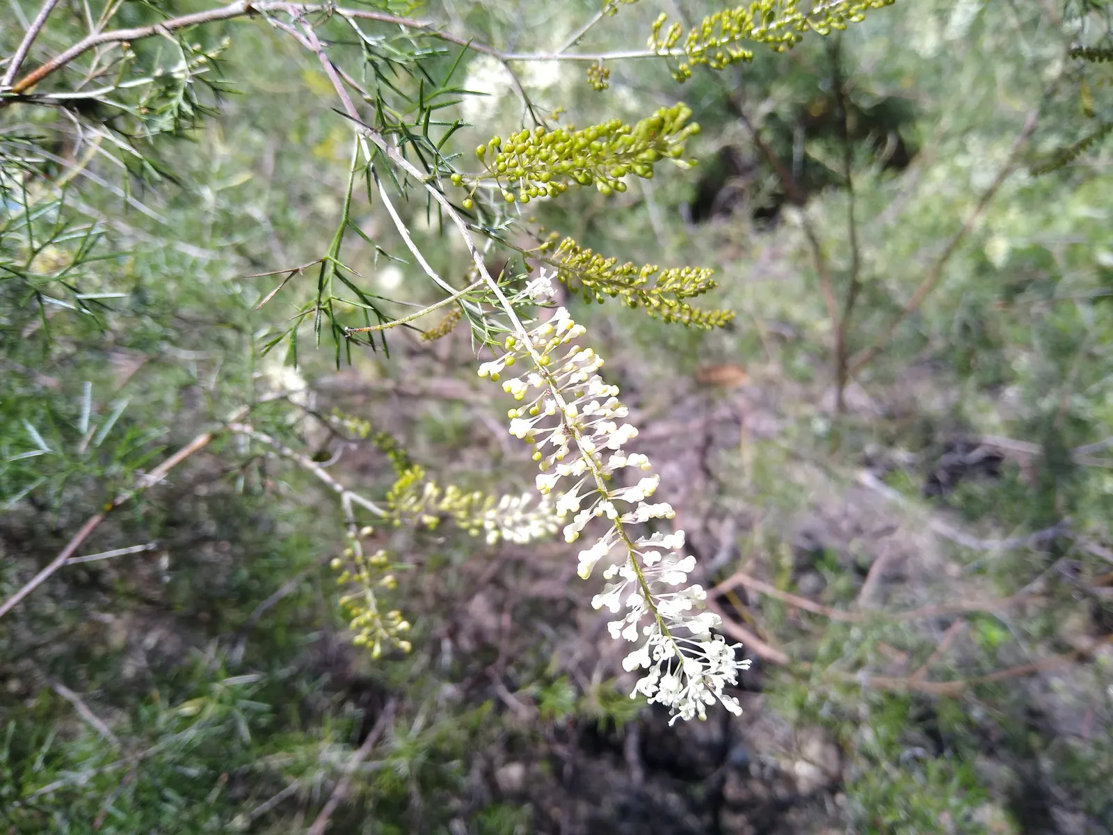 Grevillea (Grevillea Paniculata) — making it an excellent wildlife garden addition; attracting pollinators such as hummingbirds and bees, image 61