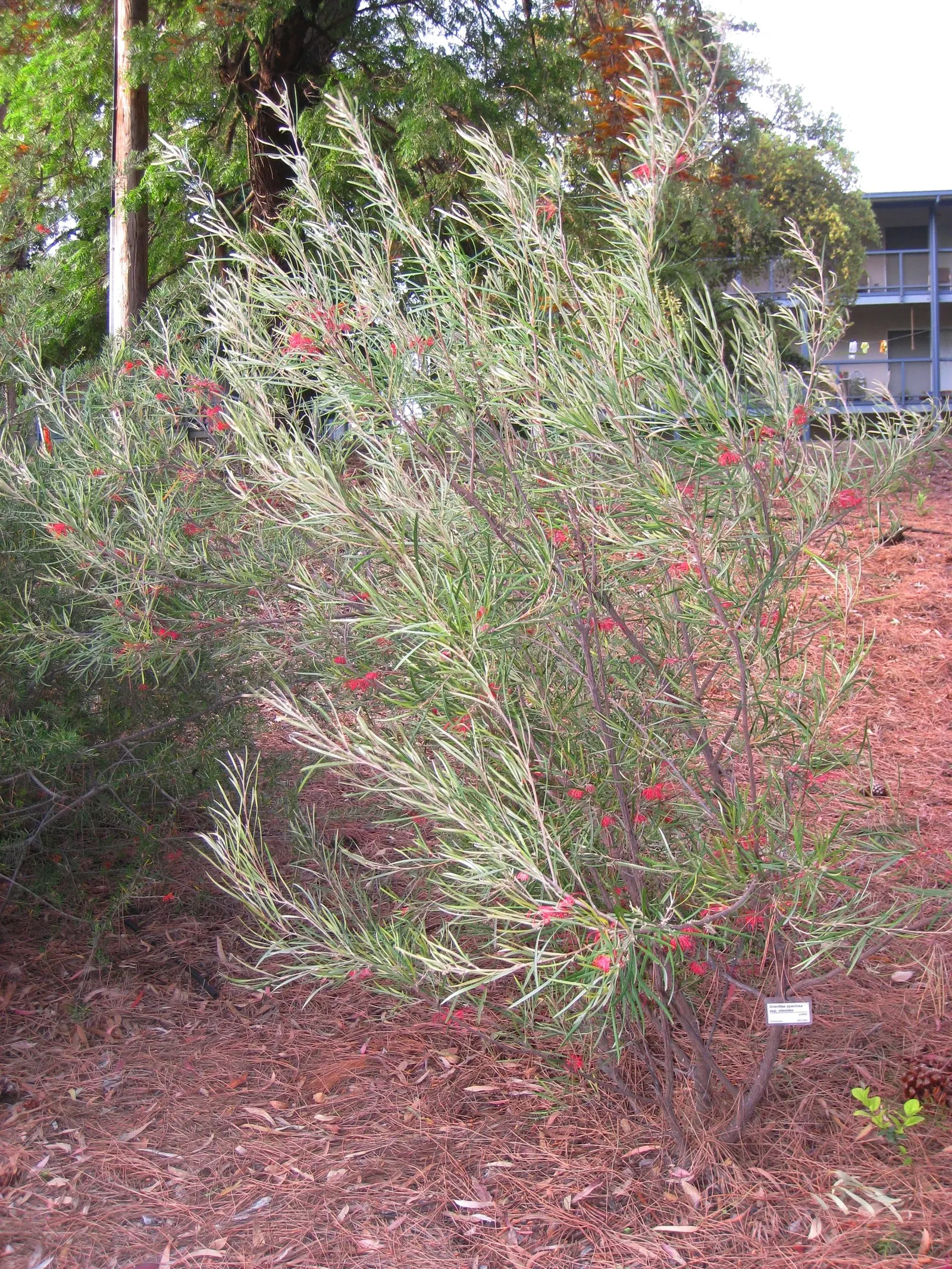 Grevillea (Grevillea Paniculata) — or part of a mixed border for both aesthetic appeal and biodiversity enhancement, image 50