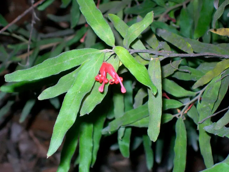 Grevillea (Grevillea Paniculata) — Regular pruning after flowering can help maintain its shape and encourage more vigorous blooms; reaching up to 6 feet in