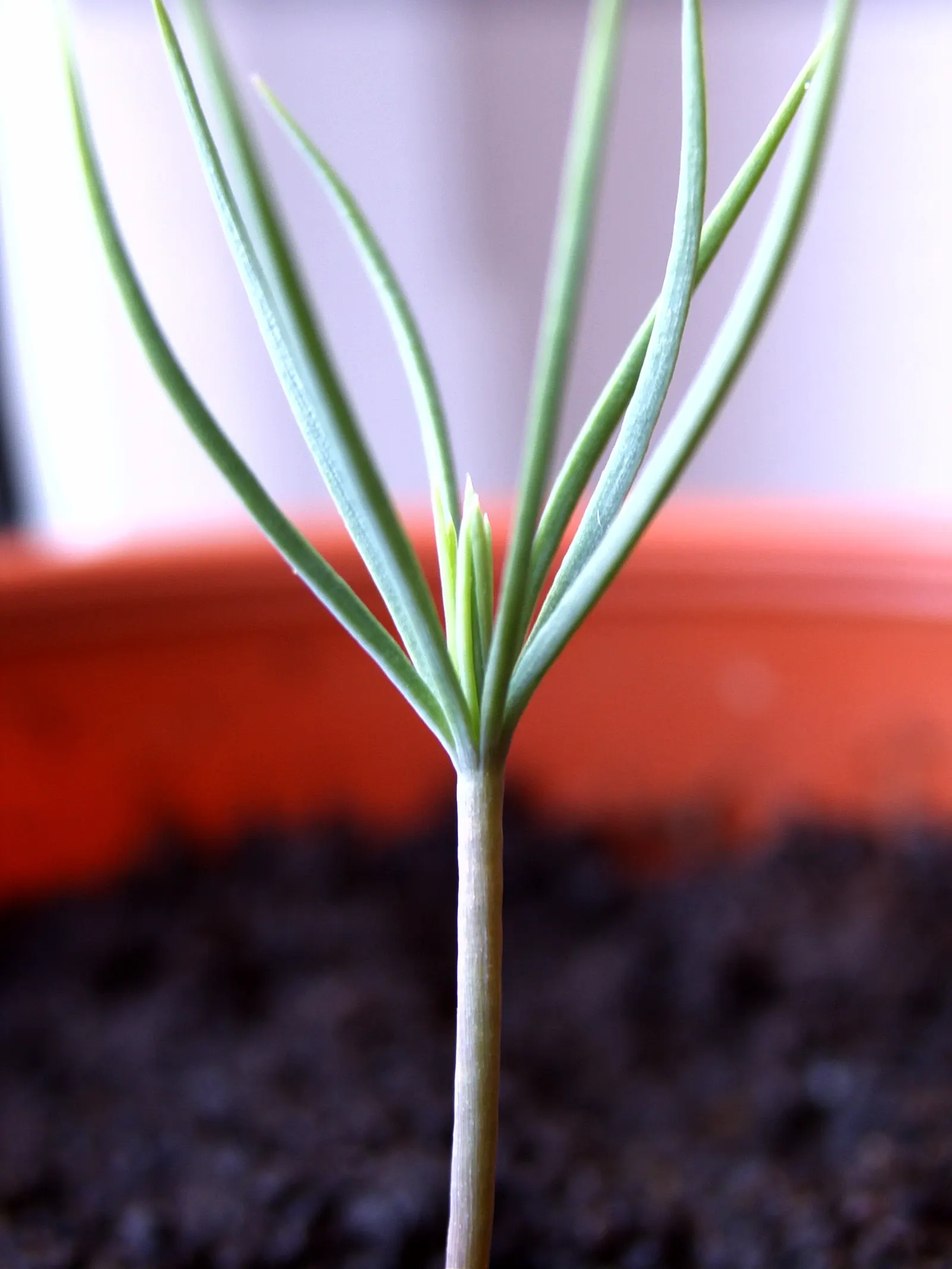 Aleppo Pine (Pinus Halepensis) — the Aleppo Pine is low-maintenance once established; though well-drained conditions are preferred.<br><br>Do note its ability