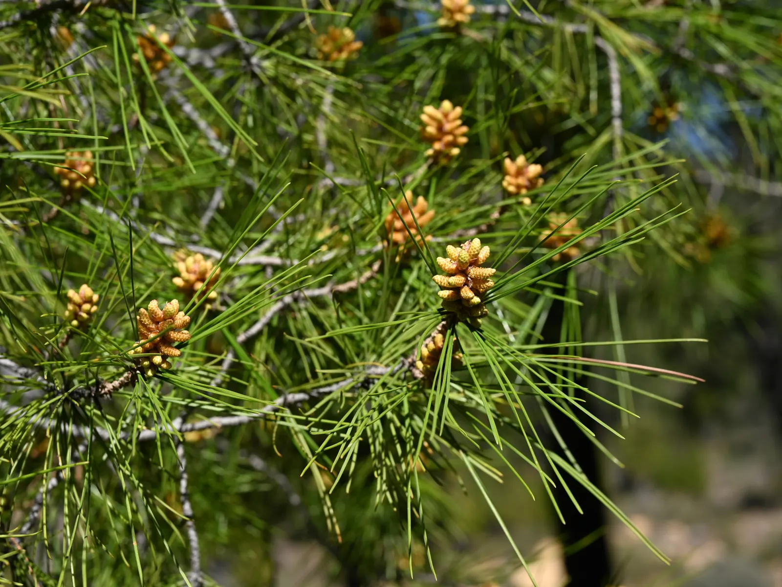 Aleppo Pine (Pinus Halepensis) — around 2.5 to 4 inches long