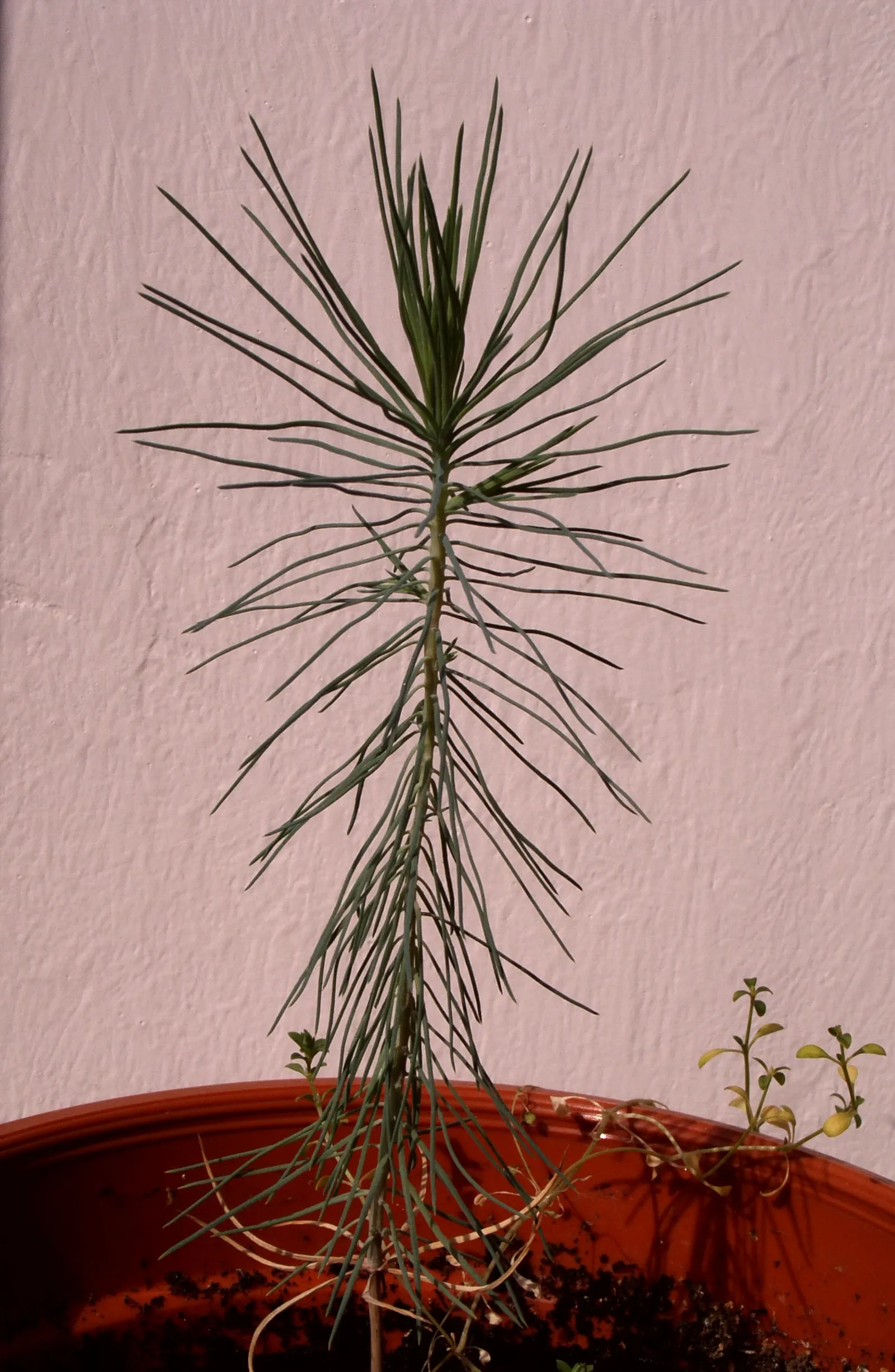 Aleppo Pine (Pinus Halepensis) — consider its moderate growth rate and potential size