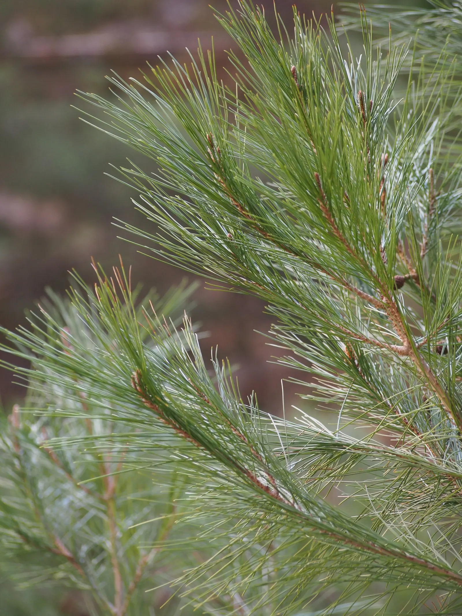 Aleppo Pine (Pinus Halepensis) — It's best placed in areas with ample space to accommodate its mature dimensions