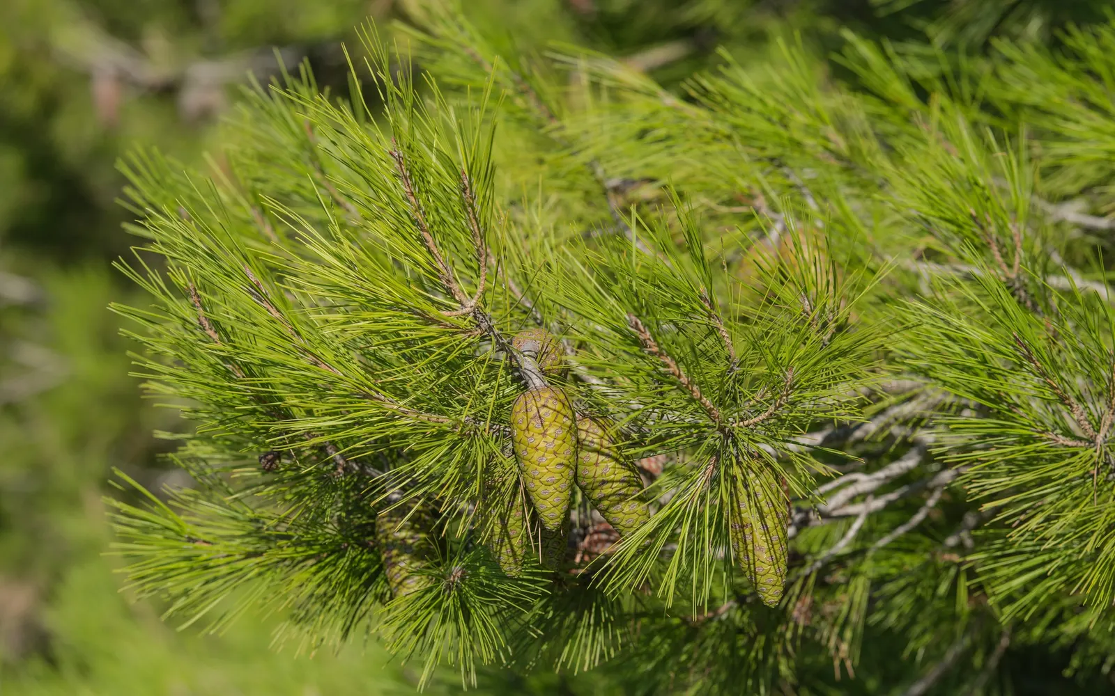 Aleppo Pine (Pinus Halepensis) — though well-drained conditions are preferred.<br><br>Do note its ability to adapt to urban environments