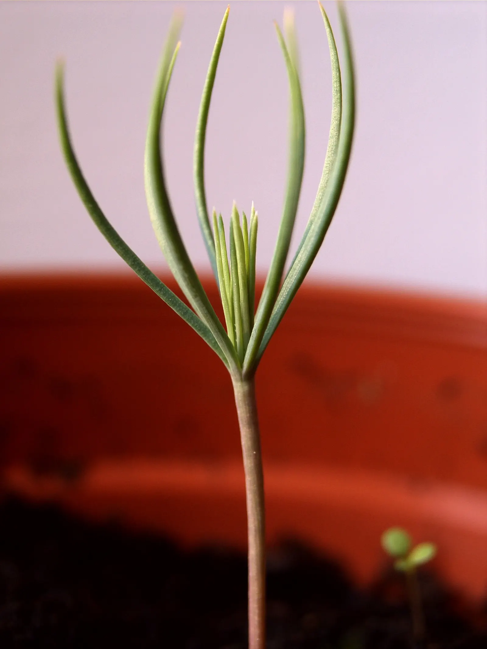 Aleppo Pine (Pinus Halepensis) — offering a striking silhouette and shade in warm climate landscapes