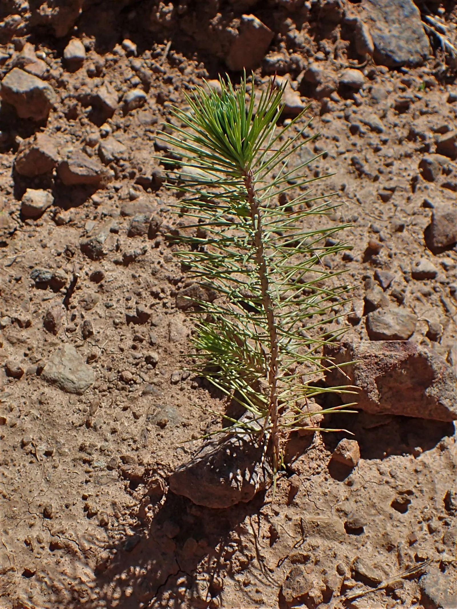 Aleppo Pine (Pinus Halepensis) — it grows to an average height of 40-60 feet with a spread of 20-30 feet at maturity