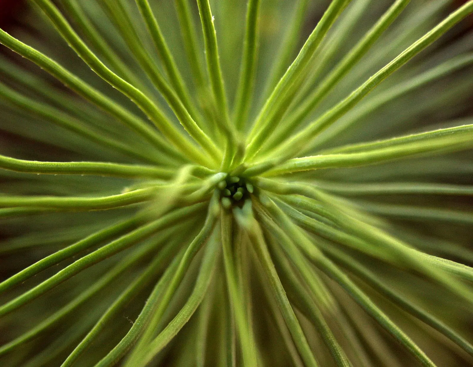 Aleppo Pine (Pinus Halepensis) — Native to the Mediterranean region