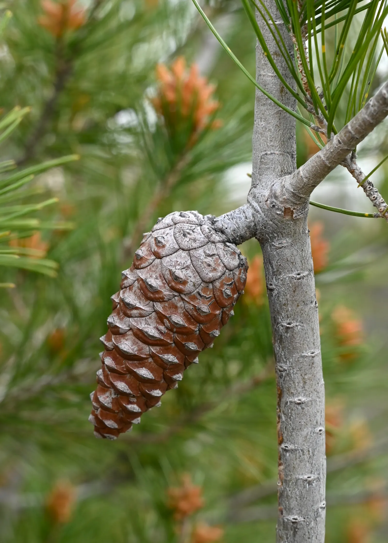 Aleppo Pine (Pinus Halepensis) — The needles are relatively short