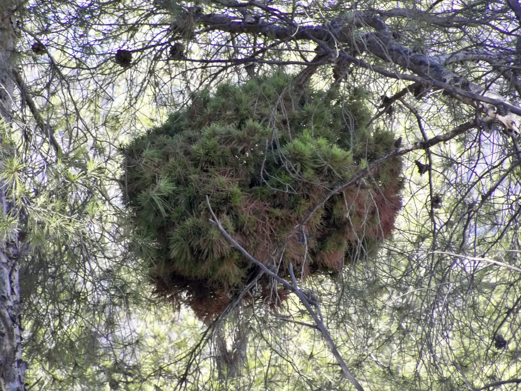 Aleppo Pine (Pinus Halepensis) — the Aleppo Pine can be a staple in your landscape for years to come; it's best placed in areas with ample space to accommodate
