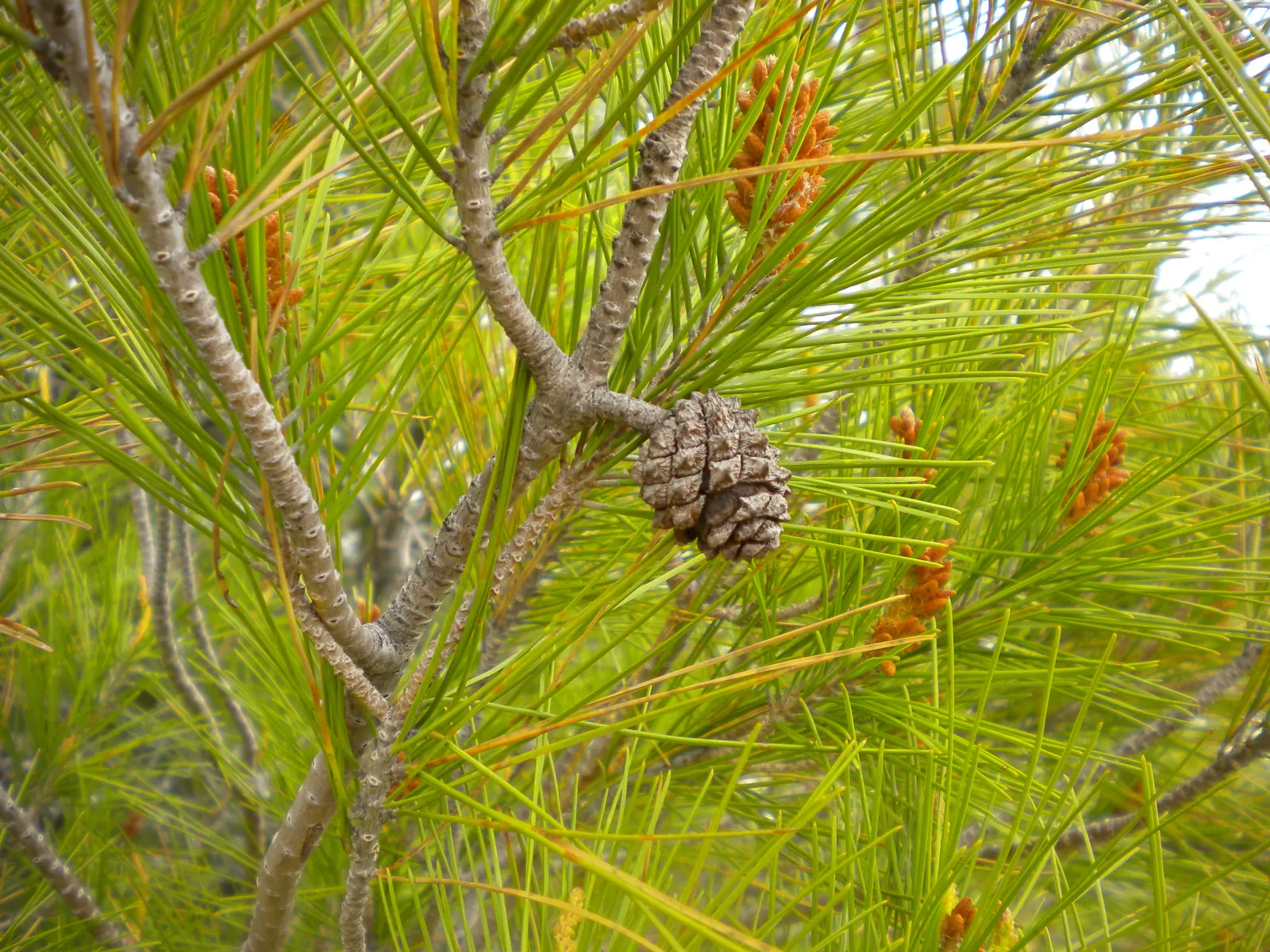 Aleppo Pine (Pinus Halepensis) — ensuring that the tree won't become overcrowded or require extensive pruning