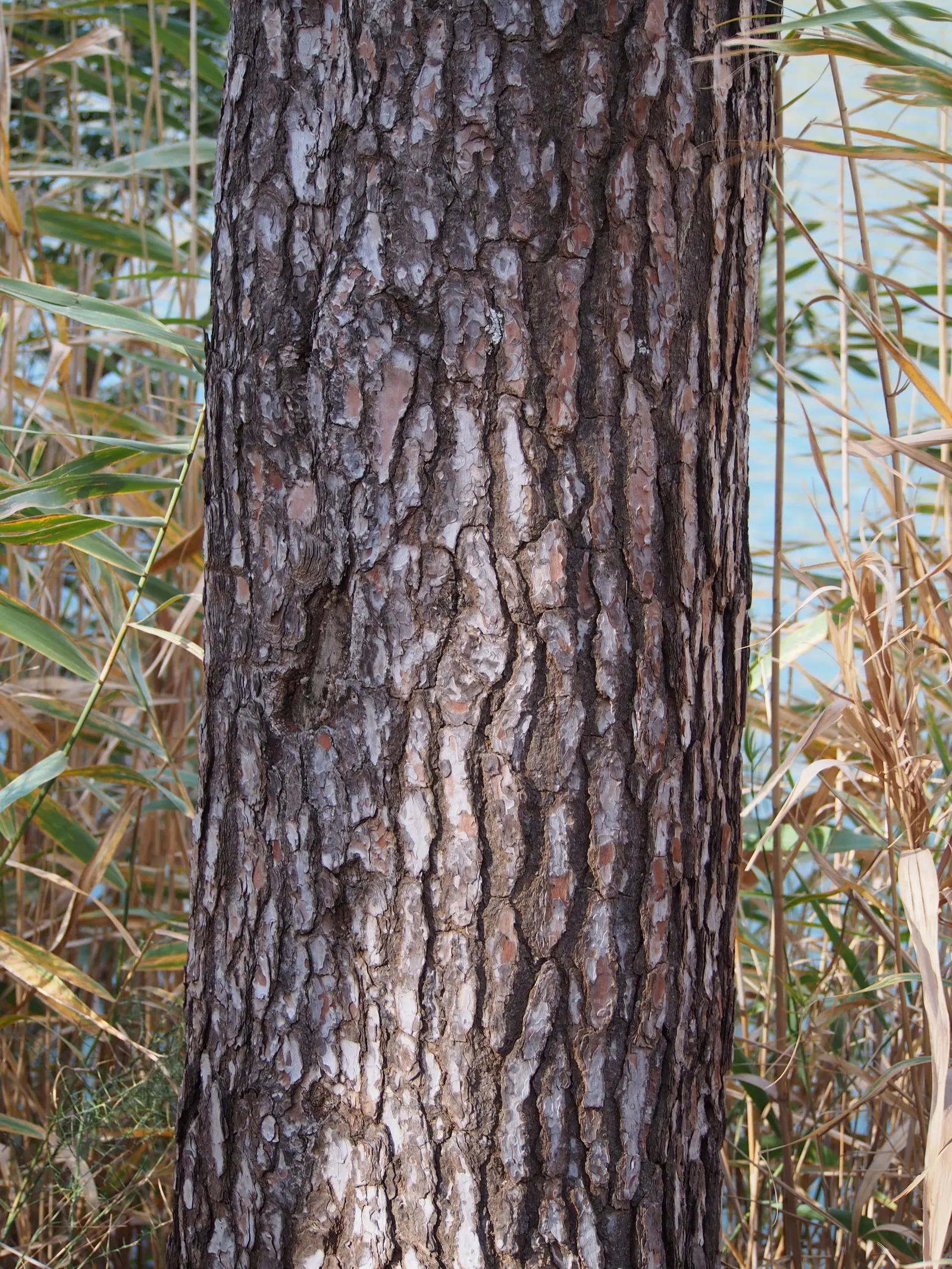 Aleppo Pine (Pinus Halepensis) — Its bark is a distinctive reddish-brown, and it bears cones about 3-5 inches long
