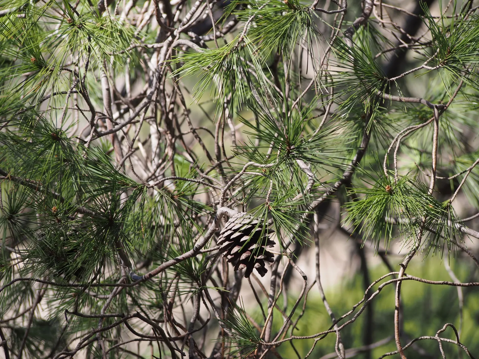 Aleppo Pine (Pinus Halepensis) — requiring only occasional watering during prolonged droughts; the Aleppo Pine, Pinus halepensis, is an evergreen conifer