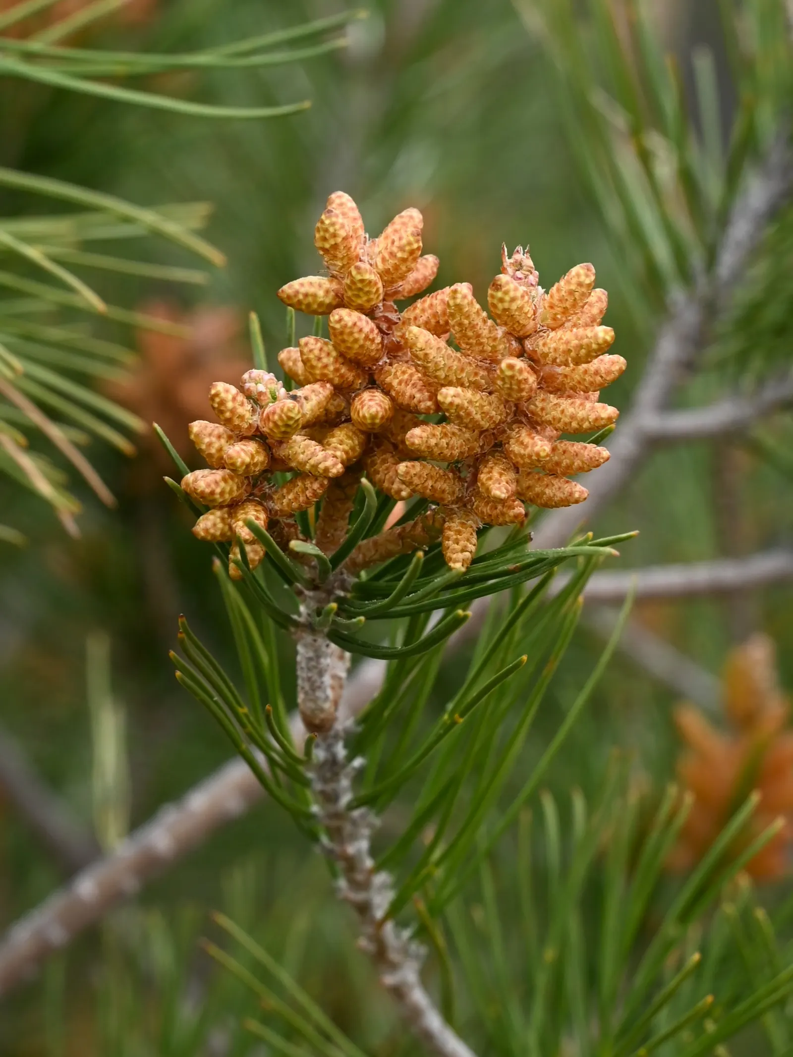 Aleppo Pine (Pinus Halepensis) — Its open, irregular crown and rough, reddish-brown bark add character and texture to any garden setting