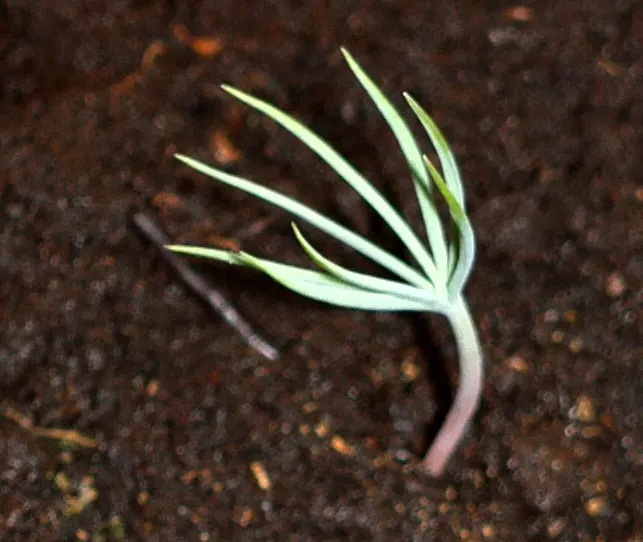 Aleppo Pine (Pinus Halepensis) — Aleppo Pine - Pinus halepensis<br><br>The Aleppo Pine