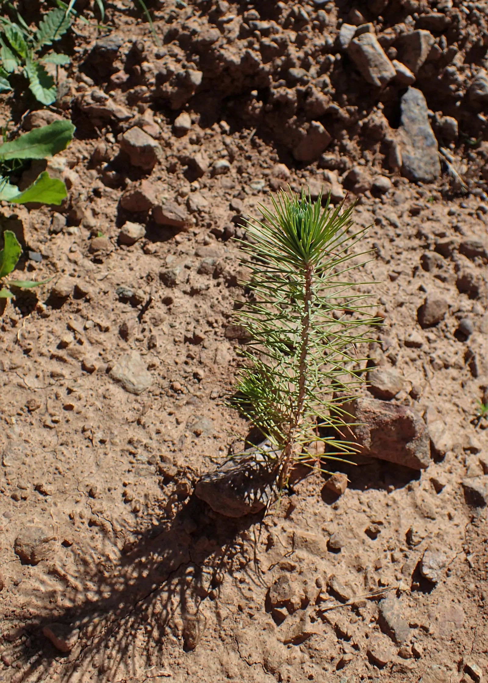 Aleppo Pine (Pinus Halepensis) — is a resilient and adaptable tree that can serve as an eye-catching specimen in your landscape design