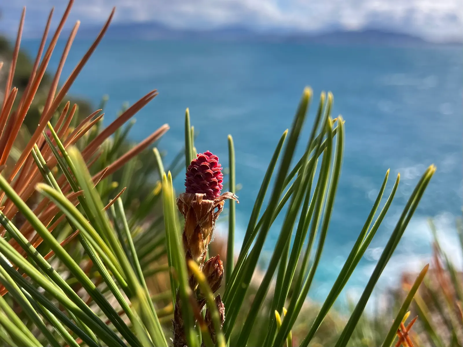 Aleppo Pine (Pinus Halepensis) — The Aleppo Pine, Pinus halepensis, is an evergreen conifer native to the Mediterranean; its bark is a distinctive, image 51