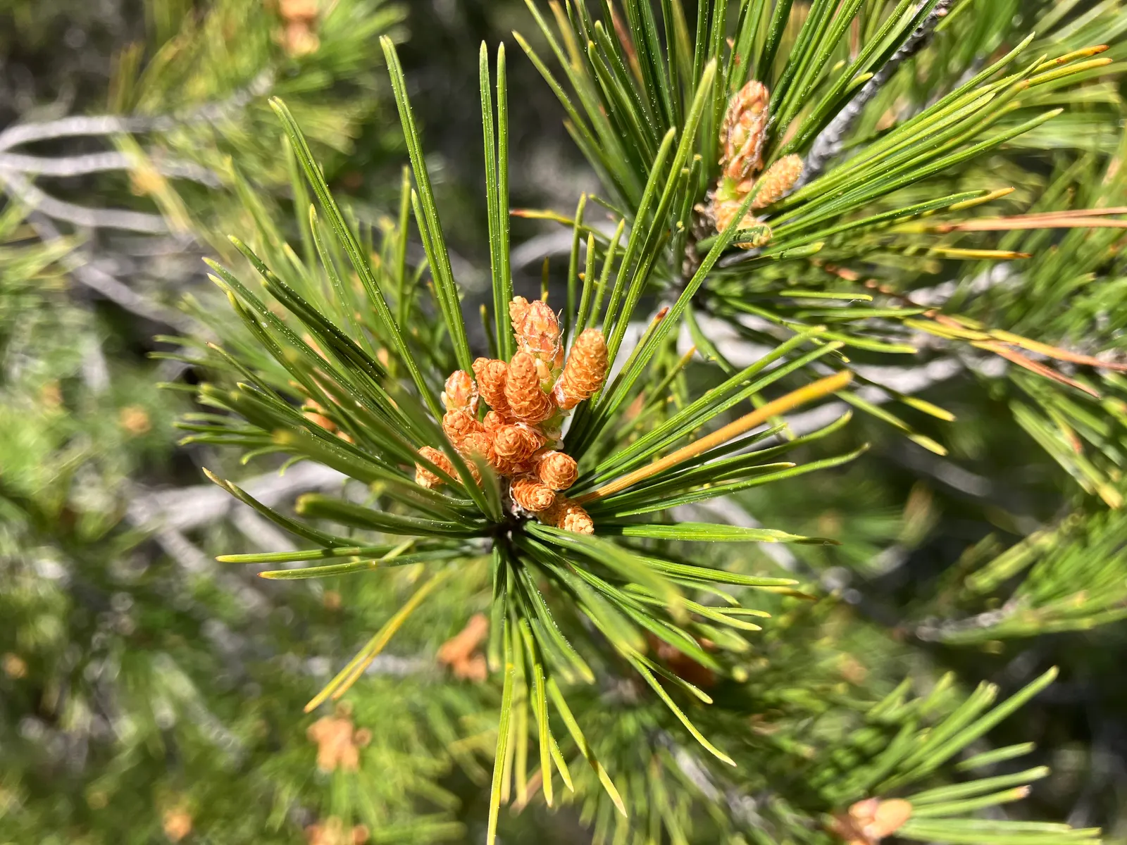 Aleppo Pine (Pinus Halepensis) — it grows to an average height of 40-60 feet with a spread of 20-30 feet at maturity; and the tree is quite, image 53