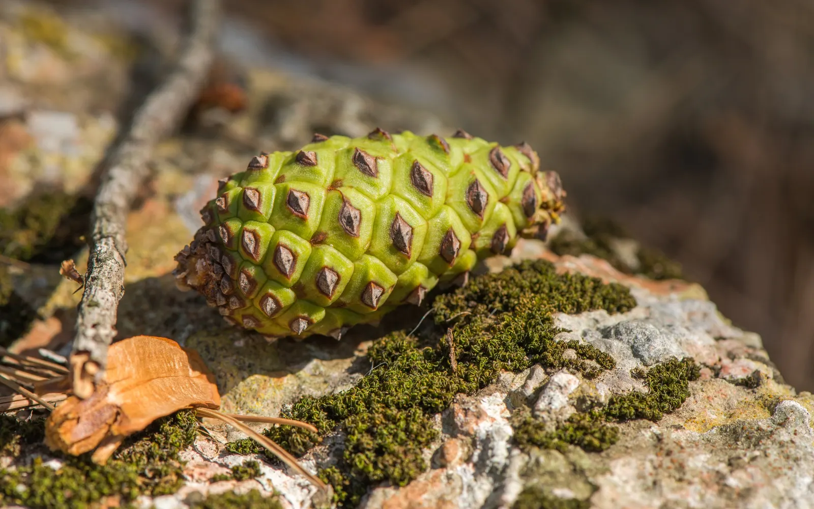 Aleppo Pine (Pinus Halepensis) — Full sun is ideal for optimal health and growth