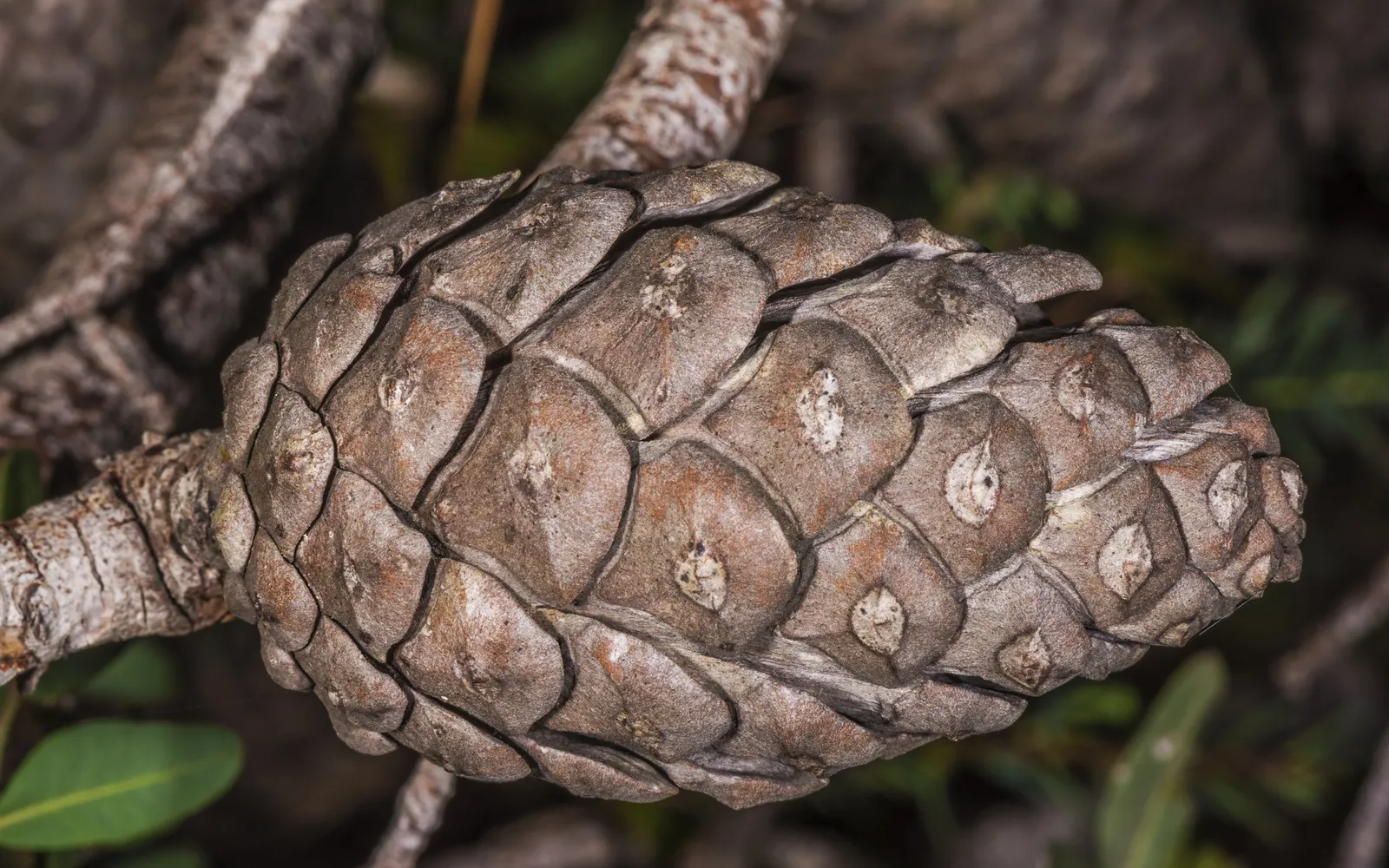 Aleppo Pine (Pinus Halepensis) — and the tree is quite tolerant of a variety of soils