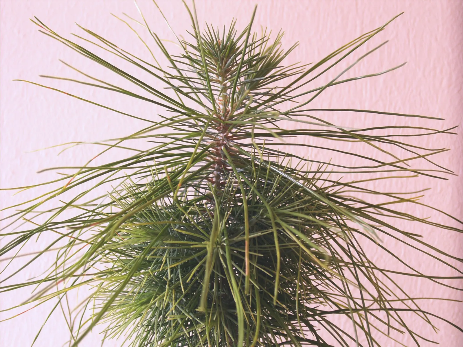 Aleppo Pine (Pinus Halepensis) — This tree prefers full sun and well-drained soils