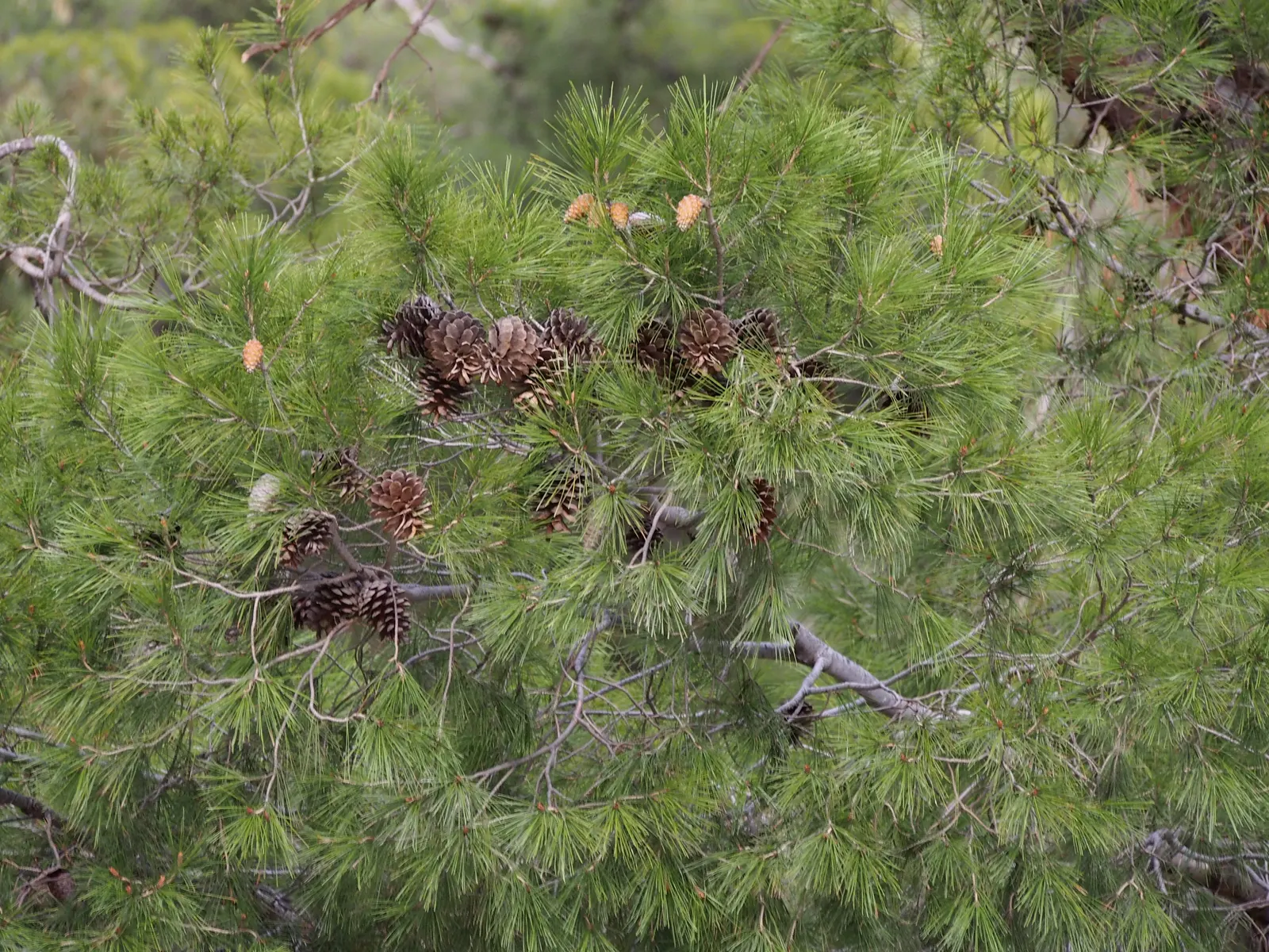 Aleppo Pine (Pinus Halepensis) — The Aleppo Pine, Pinus halepensis, is an evergreen conifer native to the Mediterranean