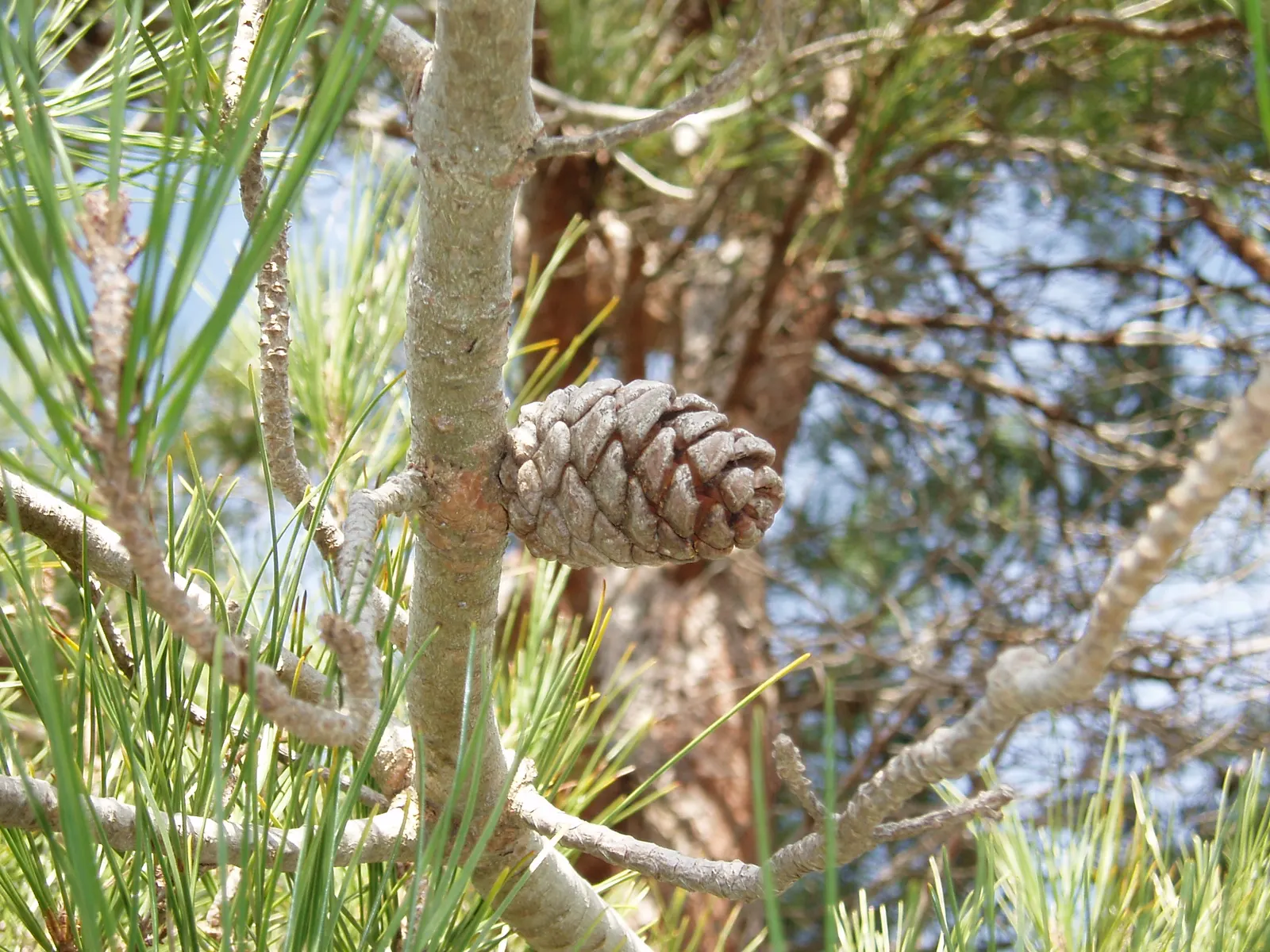 Aleppo Pine (Pinus Halepensis) — the Aleppo Pine can be a staple in your landscape for years to come
