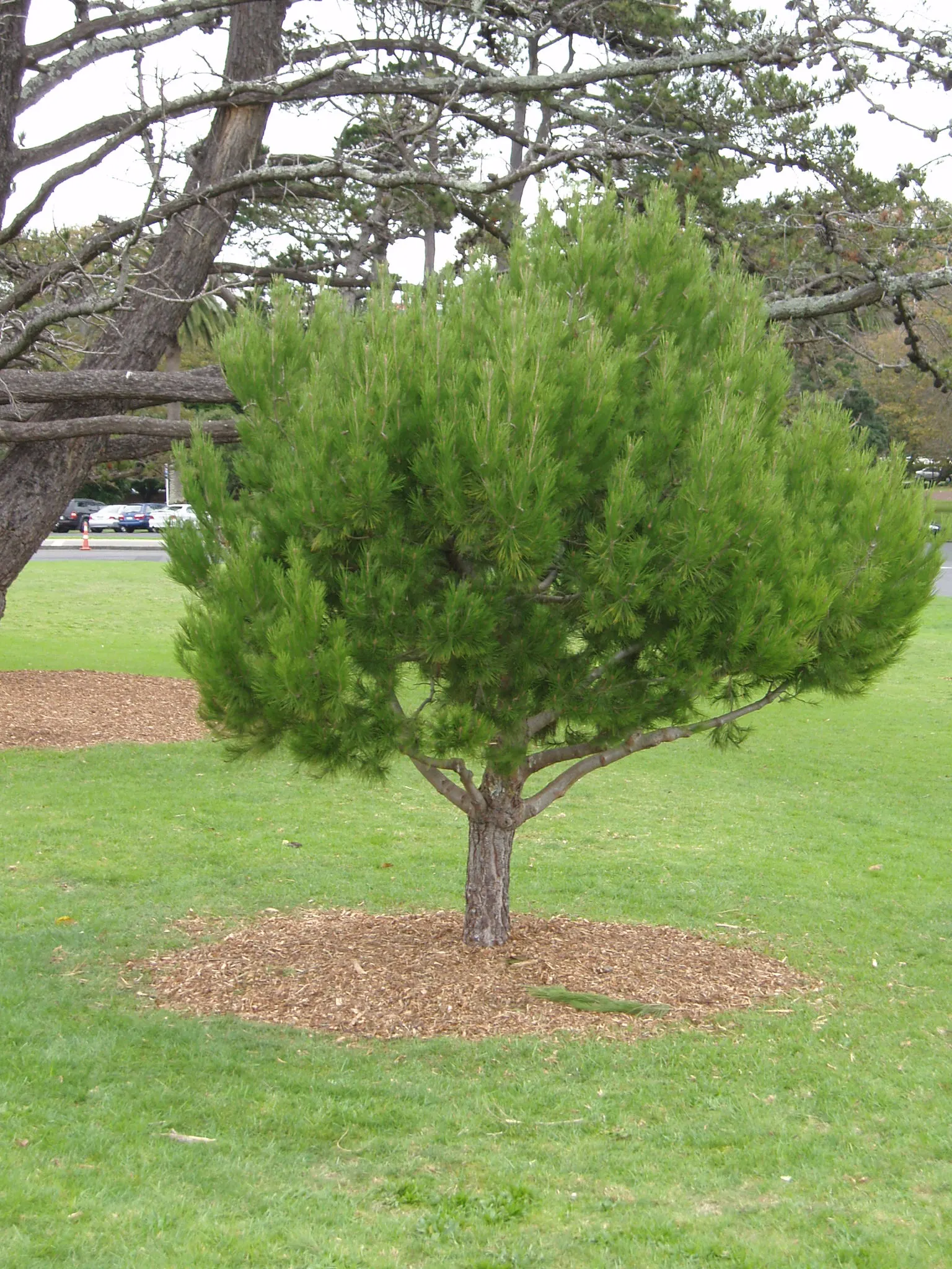 Aleppo Pine (Pinus Halepensis) — Adaptable and drought-tolerant; its open, irregular crown and rough, reddish-brown bark add character and texture to any