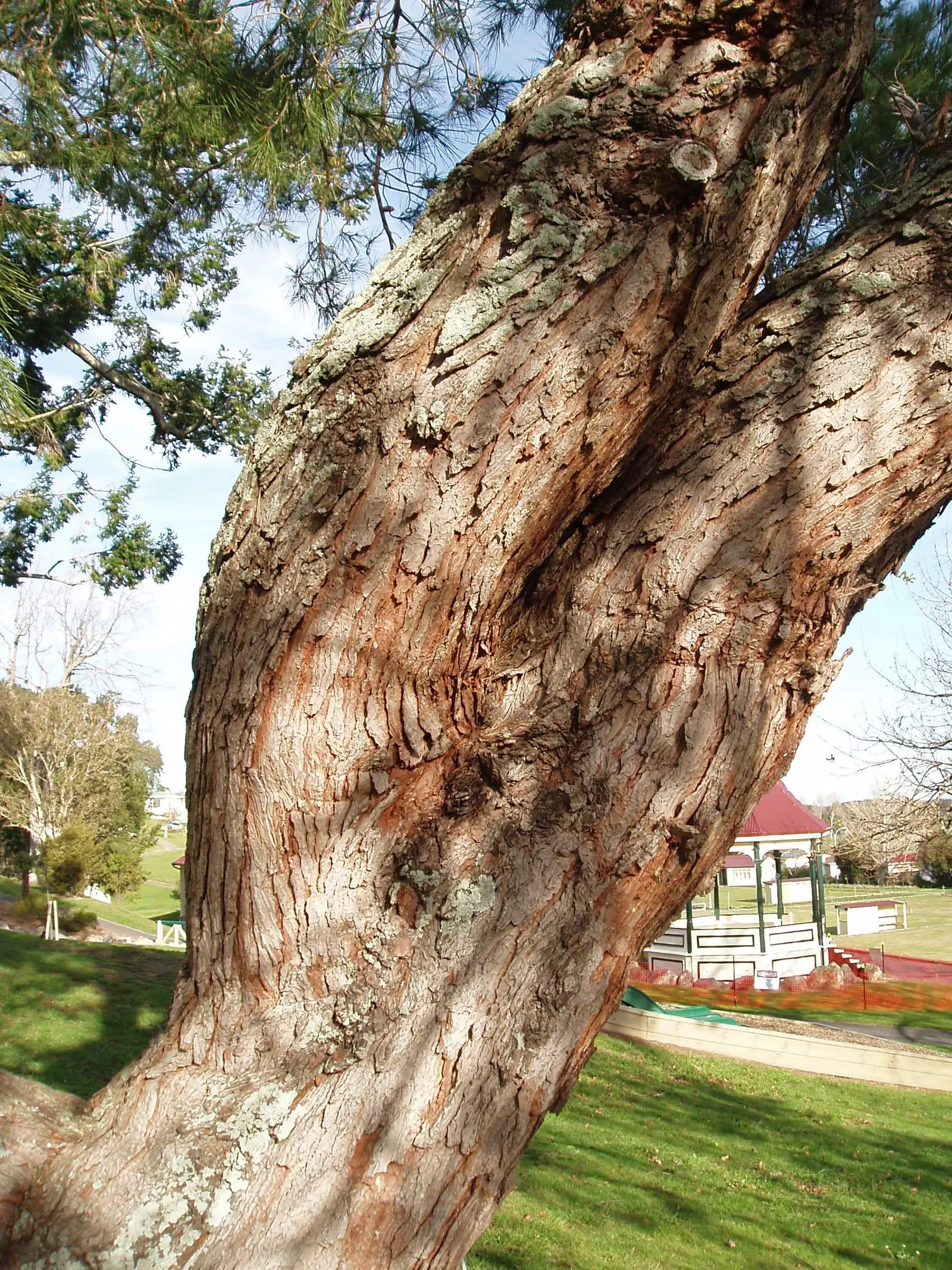 Aleppo Pine (Pinus Halepensis) — conifer / tree for full