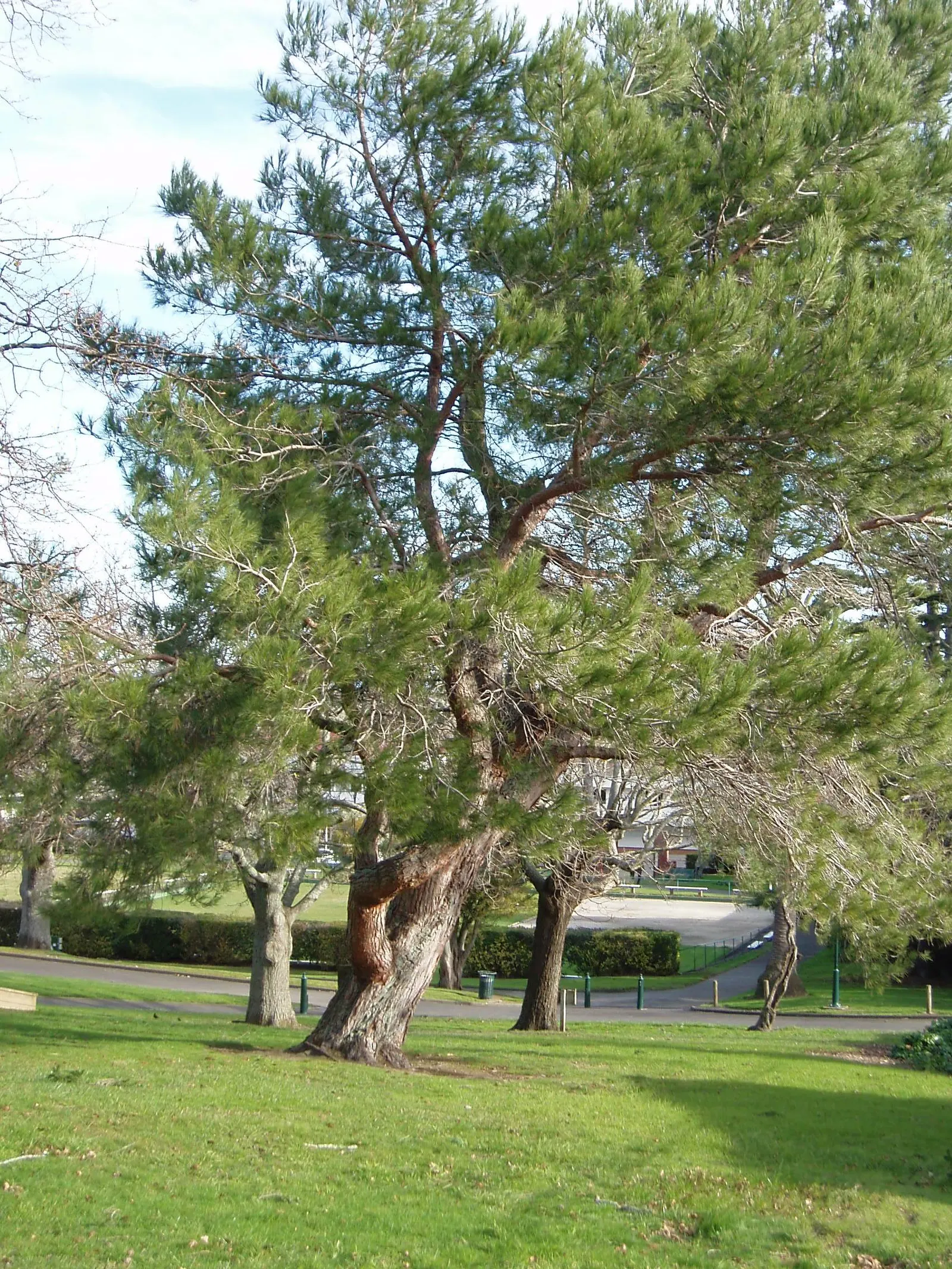 Aleppo Pine (Pinus Halepensis) — With its unique aesthetic and hardy nature