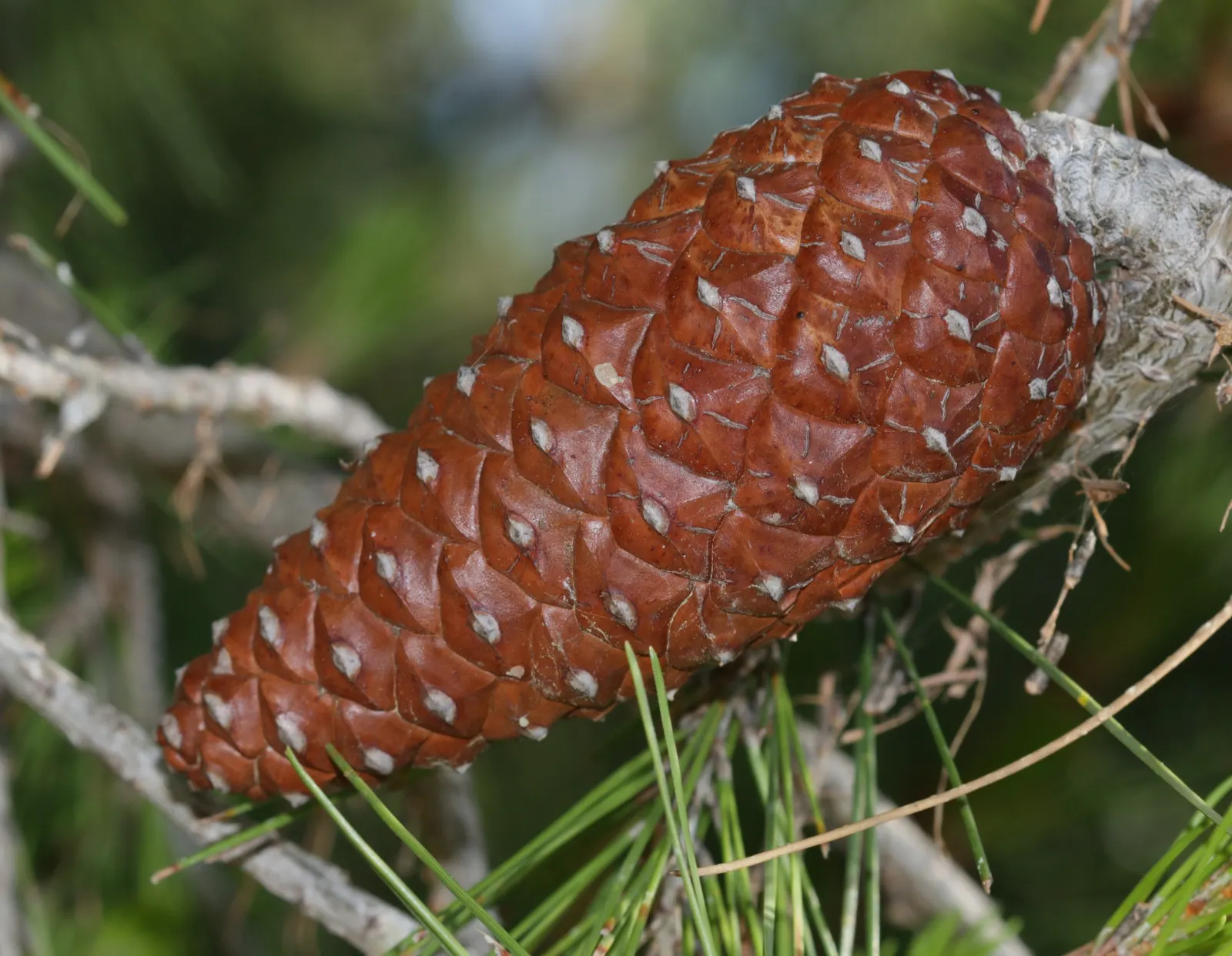 Aleppo Pine (Pinus Halepensis) — Native to the Mediterranean region; this evergreen conifer is renowned for its ability to withstand heat and dry conditions