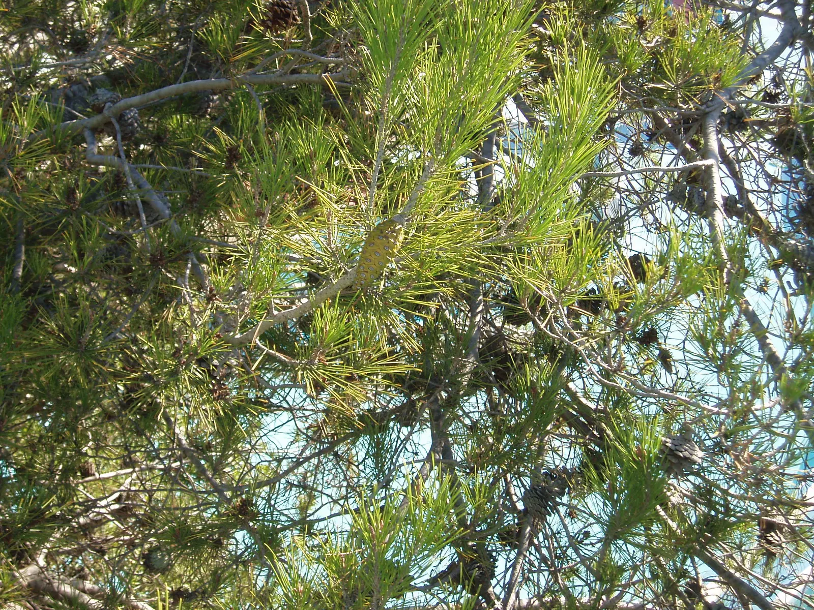 Aleppo Pine (Pinus Halepensis) — it grows to an average height of 40-60 feet with a spread of 20-30 feet at maturity; and the tree is quite tolerant of a